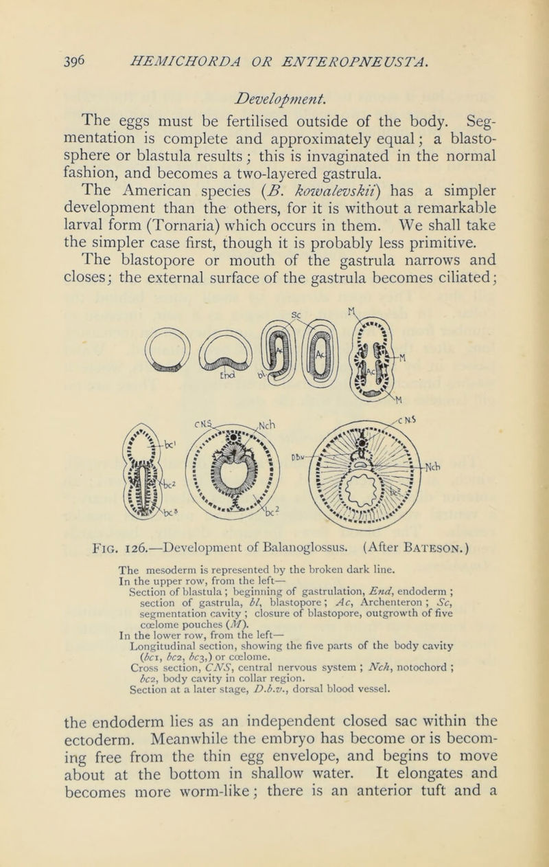 Developjnent. The eggs must be fertilised outside of the body. Seg- mentation is complete and approximately equal; a blasto- sphere or blastula results; this is invaginated in the normal fashion, and becomes a two-layered gastrula. The American species (B. kowalevskii) has a simpler development than the others, for it is without a remarkable larval form (Tornaria) which occurs in them. We shall take the simpler case first, though it is probably less primitive. The blastopore or mouth of the gastrula narrows and closes; the external surface of the gastrula becomes ciliated; Fig. 126.—Development of Balanoglossus. (After Bateson.) The mesoderm is represented by the broken dark line. In the upper row, from the left— Section of blastula; beginning of gastrulation, End, endoderm ; section of gastrula, bl, blastopore; Ac, Archenteron ; Sc, segmentation cavity ; closure of blastopore, outgrowth of five coelome pouches (M). In the lower row, from the left— Longitudinal section, showing the five parts of the body cavity (be 1, bc2, bc%,) or coelome. Cross section, CNS, central nervous system ; Nch, notochord ; 1>C2, body cavity in collar region. Section at a later stage, D.b.v., dorsal blood vessel. the endoderm lies as an independent closed sac within the ectoderm. Meanwhile the embryo has become or is becom- ing free from the thin egg envelope, and begins to move about at the bottom in shallow water. It elongates and becomes more worm-like; there is an anterior tuft and a