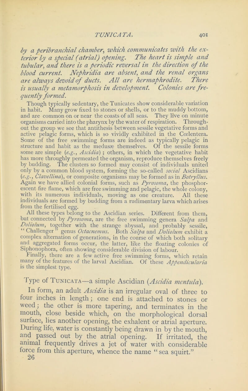 by a peribranchial chamber, which communicates with the ex- terior by a special (atrial) opening. The heart is simple and tubular, and there is a periodic reversal in the direction of the blood current. Nephridia are absent, and the renal organs are always devoid of ducts. All are hermaphrodite. There is usually a metamorphosis in development. Colonies are fre- quently formed. Though typically sedentary, the Tunicates show considerable variation in habit. Many grow fixed to stones or shells, or to the muddy bottom, and are common on or near the coasts of all seas. They live on minute organisms carried into the pharynx by the water of respiration. Through- out the group we see that antithesis between sessile vegetative forms and active pelagic forms, which is so vividly exhibited in the Coelentera. Some of the free swimming forms are indeed as typically pelagic in structure and habit as the medusae themselves. Of the sessile forms some are simple {e.g., Ascidia) ; others, in which the vegetative habit has more throughly permeated the organism, reproduce themselves freely by budding. The clusters so formed may consist of individuals united only by a common blood system, forming the so-called social Ascidians (<?.£., Clavellina), or composite organisms may be formed as in Botryllus. Again we have allied colonial forms, such as Pyrosoma, the phosphor- escent fire flame, which are free swimming and pelagic, the whole colony, with its numerous individuals, moving as one creature. All these individuals are formed by budding from a rudimentary larva which arises from the fertilised egg. All these types belong to the Ascidian series. Different from them, but connected by Pyrosoma, are the free swimming genera Salpa and Doliolum, together with the strange abyssal, and probably sessile, “ Challenger ” genus Octacnemus. Both Salpa and Doliolum exhibit a complex alternation of generations, in the course of which both solitary and aggregated forms occur, the latter, like the floating colonies of Siphonophora, often showing considerable division of labour. finally, there are a few active free swimming forms, which retain many of the features of the larval Ascidian. Of these Appendicularia is the simplest type. Type of Tunicata—a simple Ascidian (Ascidia mentula). In form, an adult Ascidia is an irregular oval of three to four inches in length ; one end is attached to stones or weed; the other is more tapering, and terminates in the mouth, close beside wThich, on the morphological dorsal surface, lies another opening, the exhalent or atrial aperture. During life, water is constantly being drawn in by the mouth, and passed out by the atrial opening. If irritated, the animal frequently drives a jet of water with considerable force from this aperture, whence the name “sea squirt.” 26 4