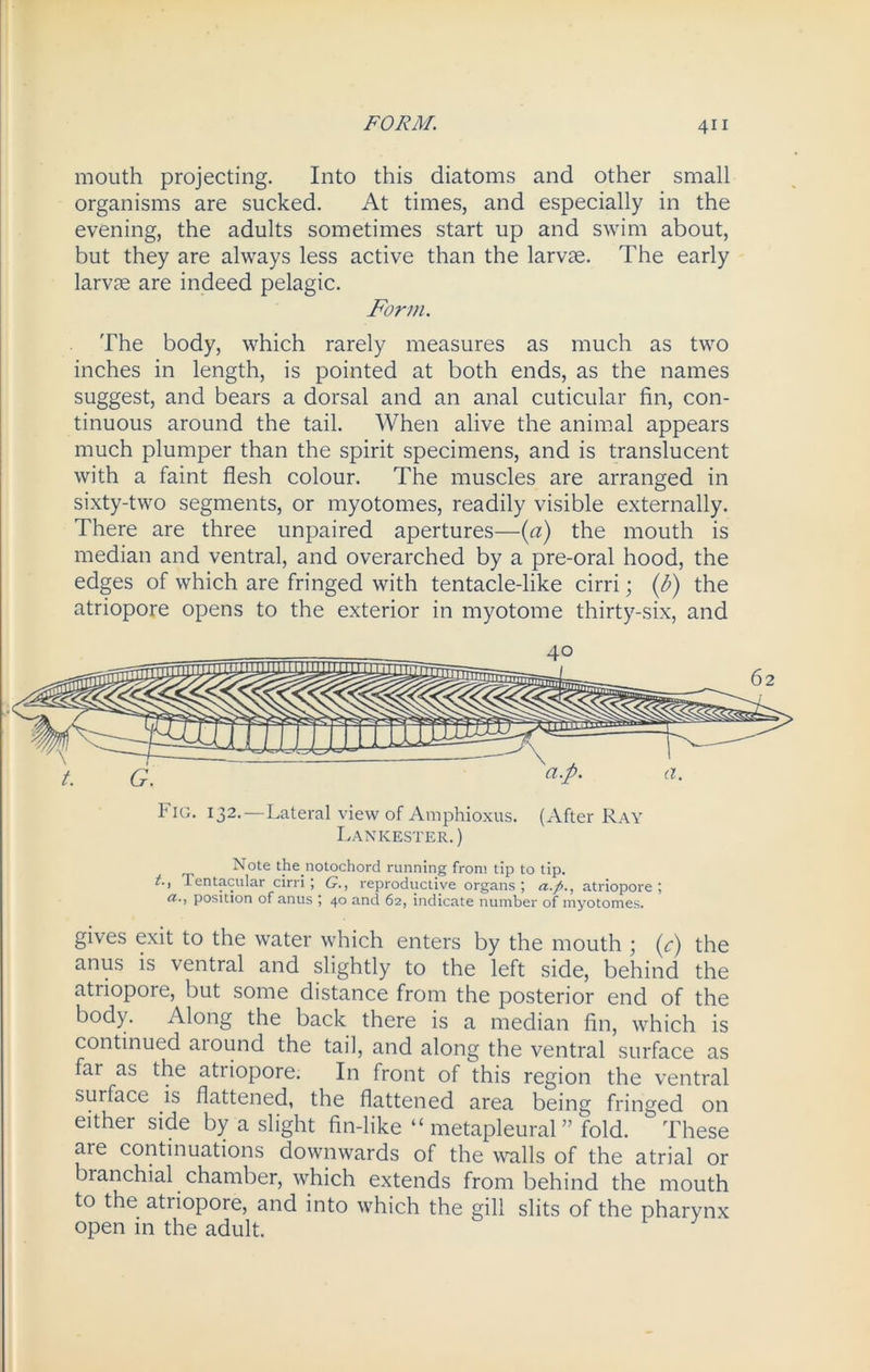 mouth projecting. Into this diatoms and other small organisms are sucked. At times, and especially in the evening, the adults sometimes start up and swim about, but they are always less active than the larvae. The early larvae are indeed pelagic. Form. The body, which rarely measures as much as two inches in length, is pointed at both ends, as the names suggest, and bears a dorsal and an anal cuticular fin, con- tinuous around the tail. When alive the animal appears much plumper than the spirit specimens, and is translucent with a faint flesh colour. The muscles are arranged in sixty-two segments, or myotonies, readily visible externally. There are three unpaired apertures—(a) the mouth is median and ventral, and overarched by a pre-oral hood, the edges of which are fringed with tentacle-like cirri; (b) the atriopore opens to the exterior in myotome thirty-six, and Fig. 132.—Lateral view of Amphioxus. (After Ray Lanicester. ) Note the.notochord running from tip to tip. t., lentacular cirri; G., reproductive organs; atriopore; position of anus ; 40 and 62, indicate number of myotonies. gives exit to the water which enters by the mouth ; (c) the anus is ventral and slightly to the left side, behind the atriopore, but some distance from the posterior end of the body. Along the back there is a median fin, which is continued aiound the tail, and along the ventral surface as far as the atriopore. In front of this region the ventral surface is flattened, the flattened area being fringed on either side by a slight fin-like “ metapleural” fold.  These are continuations downwards of the walls of the atrial or branchial chamber, which extends from behind the mouth to the atiiopore, and into which the gill slits of the pharynx open in the adult.