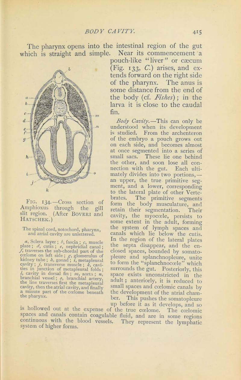 The pharynx opens into the intestinal region of the gut which is straight and simple. Near its commencement a pouch-like “liver” or caecum (Fig. 133, C.) arises, and ex- tends forward on the right side of the pharynx. The anus is some distance from the end of the body (cf. Fishes); in the larva it is close to the caudal fin. Body Cavity.—This can only be understood when its development is studied. From the archenteron of the embryo a pouch grows out on each side, and becomes almost at once segmented into a series of small sacs. These lie one behind the other, and soon lose all con- nection with the gut. Each ulti- mately divides into two portions,— an upper, the true primitive seg- ment, and a lower, corresponding to the lateral plate of other Verte- brates. The primitive segments form the body musculature, and retain their segmentation. Their cavity, the myoccele, persists to some extent in the adult, forming the system of lymph spaces and canals which lie below the cutis. In the region of the lateral plates the septa disappear, and the en- closed spaces, bounded by somato- pleure and splanchnopleure, unite to form the “splanchnoccele” which surrounds the gut. Posteriorly, this space exists unconstricted in the adult ; anteriorly, it is reduced to small spaces and coelomic canals by the development of the atrial cham- ber. This pushes the somatopleure . . UP before it as it develops, and so is hollowed out at the expense of the true coelome. The coelomic spaces and canals contain coagulable fluid, and are in some regions continuous with the blood vessels. They represent the lymphatic system of higher forms. Fig. 134.—Cross section of Amphioxus through the gill slit region. (After Boveri and Hatschek.) The spinal cord, notochord, pharynx, and atrial cavity are unlettered. a) Sclera layer ; />, fascia ; c, muscle plate ; d, cutis ; e, nephridial canal; /, traverses the sub-chordal part of the ciylome on left side ; g, glomerulus of kidney tube ; /z, gonad ; z, metapleural cavity ; j, transverse muscle ; k, cavi- ties in junction of metapleural folds ; /, cavity in dorsal fin ; m, aorta ; n, branchial vessel; 0, branchial artery, the. line traverses first the metapleural cavity, then the atrial cavity, and finally a minute part of the coelome beneath the pharynx.