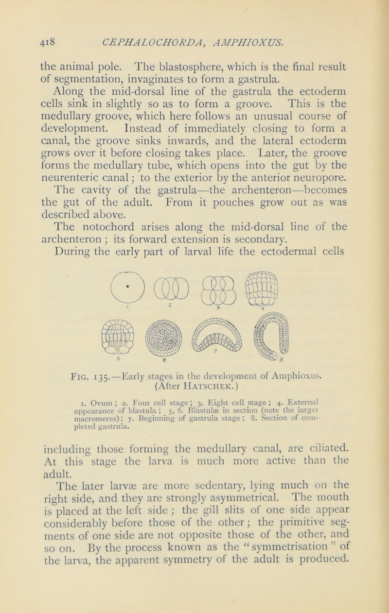 the animal pole. The blastosphere, which is the final result of segmentation, invaginates to form a gastrula. Along the mid-dorsal line of the gastrula the ectoderm cells sink in slightly so as to form a groove. This is the medullary groove, which here follows an unusual course of development. Instead of immediately closing to form a canal, the groove sinks inwards, and the lateral ectoderm grows over it before closing takes place. Later, the groove forms the medullary tube, which opens into the gut by the neurenteric canal; to the exterior by the anterior neuropore. The cavity of the gastrula—the archenteron—becomes the gut of the adult. From it pouches grow out as was described above. The notochord arises along the mid-dorsal line of the archenteron; its forward extension is secondary. During the early part of larval life the ectodermal cells Fig. 135.—Early stages in the development of Amphioxus. (After IIatschek.) 1. Ovum; 2. Four cell stage; 3. Eight cell stage; 4. External appearance of blastula; 5, 6. Blastulae in section (note the larger macromeres); 7. Beginning of gastrula stage ; 8. Section of com- pleted gastrula. including those forming the medullary canal, are ciliated. At this stage the larva is much more active than the adult. The later larvte are more sedentary, lying much on the right side, and they are strongly asymmetrical. The mouth is placed at the left side ; the gill slits of one side appear considerably before those of the other; the primitive seg- ments of one side are not opposite those of the other, and so on. By the process known as the “ symmetrisation  of the larva, the apparent symmetry of the adult is produced.