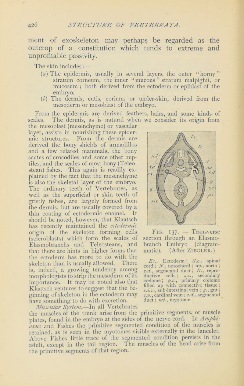 ment of exoskeleton may perhaps be regarded as the outcrop of a constitution which tends to extreme and unprofitable passivity. The skin includes:— (a) The epidermis, usually in several layers, the outer “horny” stratum corneum, the inner “ mucous ” stratum malpighii, or mucosum ; both derived from the ectoderm or epiblast of the embryo. (/->) The dermis, cutis, corium, or under-skin, derived from the mesoderm or mesoblast of the embryo. From the epidermis are derived feathers, hairs, and some kinds of scales. The dermis, as is natural when we consider its origin from the mesoblast (mesenchyme) or vascular layer, assists in nourishing these epider- mic structures. From the dermis are derived the bony shields of armadillos and a few related mammals, the bony scutes of crocodiles and some other rep- tiles, and the scales of most bony (Teleo- stean) fishes. This again is readily ex- plained by the fact that the mesenchyme is also the skeletal layer of the embryo. The ordinary teeth of Vertebrates, as well as the superficial or skin teeth of gristly fishes, are largely formed from the dermis, but are usually covered by a thin coating of ectodermic enamel. It should be noted, however, that Klaatsch has recently maintained the ectodermic origin of the skeleton forming cells (scleroblasts) which form the scales of Elasmobranchs and Teleosteans, and that there are hints in higher forms that the ectoderm has more to do with the skeleton than is usually allowed. There is, indeed, a growing tendency among morphologists to strip the mesoderm of its importance. It may be noted also that Klaatsch ventures to suggest that the be- ginning of skeleton in the ectoderm may have something to do with excretion. Muscular System.—In all Vertebrates the muscles of the trunk arise from the primitive segments, or muscle plates, found in the embryo at the sides of the nerve cord. In Amphi- oxus and Fishes the primitive segmented condition of the muscles is retained, as is seen in the myotonies visible externally in the lancelet. Above Fishes little trace of the segmented condition persists in the adult, except in the tail region. The muscles of the head arise from the primitive segments of that region. Fig. 137. — Transverse section through an Elasmo- branch Embryo (diagram- matic). (After Ziegler. ) Ec., Ectoderm ; S.c., spinal cord ; N., notochord ; ao., aorta ; s.d., segmental duct; E., repro- ductive cells ; s.c., secondary coelome; f>.c., primary coelome filled up with connective tissue ; s.i.7'., sub-intestinal vein ; g\, gut; c.v., cardinal vein; s.d., segmental duct; mt., myotome.