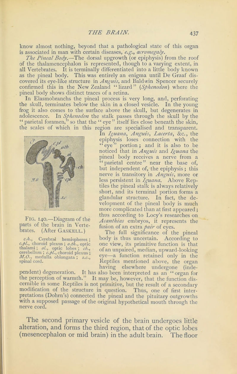 43 7 know almost nothing, beyond that a pathological state of this organ is associated in man with certain diseases, e.g., acromegaly. The Pineal Body.—The dorsal upgrowth (or epiphysis) from the roof of the thalamencephalon is represented, though to a varying extent, in all Vertebrates. It is terminally differentiated into a little body known as the pineal body. This was entirely an enigma until De Graaf dis- covered its eye-like structure in Anguis, and Baldwin Spencer securely confirmed this in the New Zealand “lizard” (Sphenodon) where the pineal body shows distinct traces of a retina. In Elasmobranchs the pineal process is very long, and, perforating the skull, terminates below the skin in a closed vesicle. In the young frog it also comes to the surface above the skull, but degenerates in adolescence. In Sphenodon the stalk passes through the skull by the “ parietal foramen,” so that the “ eye ” itself lies close beneath the skin, the scales of which in this region are specialised and transparent. In Iguana, Anguis, Lacerta, &c., the epiphysis loses connection with the “eye” portion; and it is also to be noticed that in Anguis and Iguana the pineal body receives a nerve from a “parietal centre” near the base of, but independent of, the epiphysis ; this nerve is transitory in Anguis, more or less persistent in Iguana. Above Rep- tiles the pineal stalk is always relatively short, and its terminal portion forms a glandular structure. In fact, the de- velopment of the pineal body is much more complicated than at first appeared; thus according to Locy’s researches on Acanthias embryos, it represents the fusion of an extra pair of eyes. The full significance of the pineal body is thus uncertain. According to one view, its primitive function is that of an unpaired, median, upward-looking eye—a function retained only in the Reptiles mentioned above, the organ having elsewhere undergone (inde- pendent) degeneration. It has also been interpreted as an “organ for the perception of warmth.” It may be, however, that the function dis- cernible in some Reptiles is not primitive, but the result of a secondary modification of the structure in question. Thus, one of first inter- pretations (Dohrn’s) connected the pineal and the pituitary outgrowths with a supposed passage of the original hypothetical mouth through the nerve cord. Fig. 140.—Diagram of the parts of the brain in Verte- brates. (After Gaskell. ) c.h., Cerebral hemispheres ; c.pl., choroid plexus ; o.th., optic thalami; ol., optic lobes; cb., cerebellum ; c.pl., choroid plexus ; M.O., medulla oblongata ; s.c., spinal cord. The second primary vesicle of the brain undergoes little alteration, and forms the third region, that of the optic lobes (mesencephalon or mid brain) in the adult brain. The floor