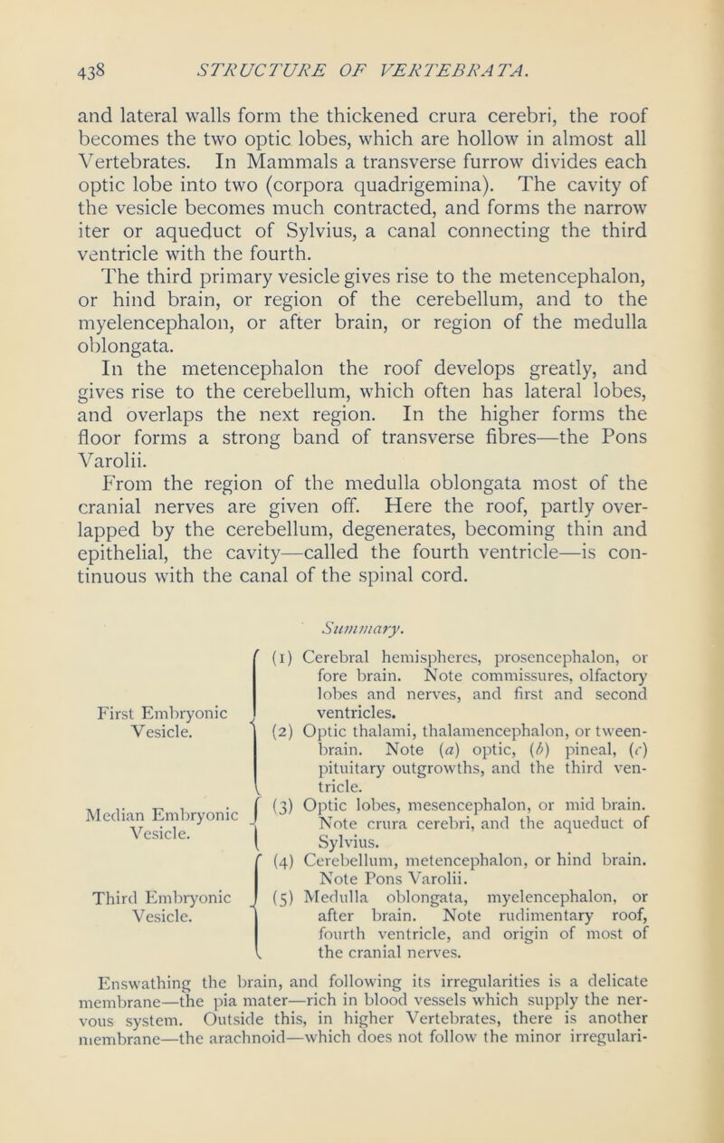 and lateral walls form the thickened crura cerebri, the roof becomes the two optic lobes, which are hollow in almost all Vertebrates. In Mammals a transverse furrow divides each optic lobe into two (corpora quadrigemina). The cavity of the vesicle becomes much contracted, and forms the narrow iter or aqueduct of Sylvius, a canal connecting the third ventricle with the fourth. The third primary vesicle gives rise to the metencephalon, or hind brain, or region of the cerebellum, and to the myelencephalon, or after brain, or region of the medulla oblongata. In the metencephalon the roof develops greatly, and gives rise to the cerebellum, which often has lateral lobes, and overlaps the next region. In the higher forms the floor forms a strong band of transverse fibres—the Pons Varolii. From the region of the medulla oblongata most of the cranial nerves are given off. Here the roof, partly over- lapped by the cerebellum, degenerates, becoming thin and epithelial, the cavity—called the fourth ventricle—is con- tinuous with the canal of the spinal cord. Summary. First Embryonic Vesicle. v Median Embryonic Vesicle. Third Embryonic Vesicle. v (1) Cerebral hemispheres, prosencephalon, or fore brain. Note commissures, olfactory lobes and nerves, and first and second ventricles. (2) Optic thalami, thalamencephalon, or tween- brain. Note (a) optic, (b) pineal, (c) pituitary outgrowths, and the third ven- tricle. (3) Optic lobes, mesencephalon, or mid brain. Note crura cerebri, and the aqueduct of Sylvius. (4) Cerebellum, metencephalon, or hind brain. Note Pons Varolii. (5) Medulla oblongata, myelencephalon, or after brain. Note rudimentary roof, fourth ventricle, and origin of most of the cranial nerves. Enswathing the brain, and following its irregularities is a delicate membrane—the pia mater—rich in blood vessels which supply the ner- vous system. Outside this, in higher Vertebrates, there is another membrane—the arachnoid—which does not follow the minor irregulari-