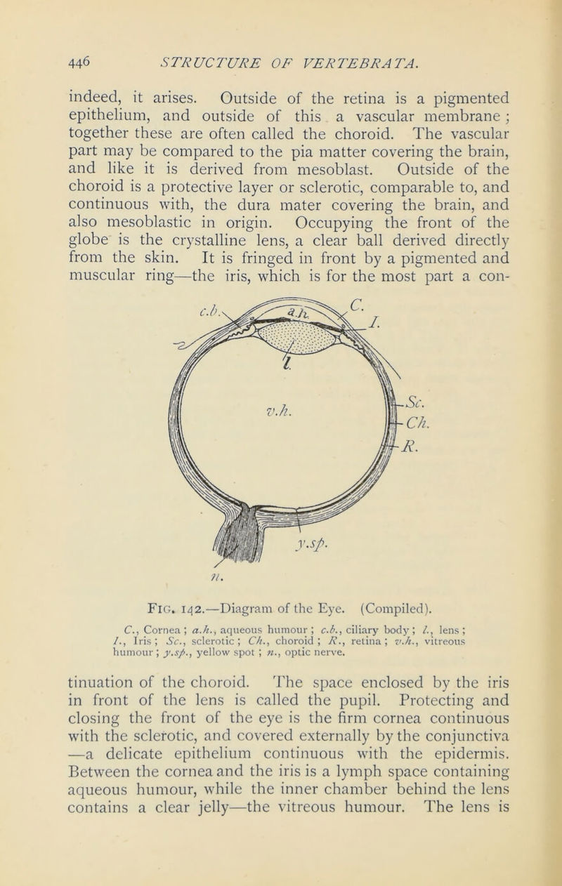 indeed, it arises. Outside of the retina is a pigmented epithelium, and outside of this a vascular membrane; together these are often called the choroid. The vascular part may be compared to the pia matter covering the brain, and like it is derived from mesoblast. Outside of the choroid is a protective layer or sclerotic, comparable to, and continuous with, the dura mater covering the brain, and also mesoblastic in origin. Occupying the front of the globe is the crystalline lens, a clear ball derived directly from the skin. It is fringed in front by a pigmented and muscular ring—the iris, which is for the most part a con- ?i. Fig. 142.—Diagram of the Eye. (Compiled). C., Cornea ; a.h., aqueous humour ; c.b., ciliary body ; lens ; /., Iris; Sc., sclerotic; Ch., choroid; R., retina; v.h., vitreous humour; y.sfi., yellow spot ; n., optic nerve. tinuation of the choroid. The space enclosed by the iris in front of the lens is called the pupil. Protecting and closing the front of the eye is the firm cornea continuous with the sclerotic, and covered externally by the conjunctiva —a delicate epithelium continuous with the epidermis. Between the cornea and the iris is a lymph space containing aqueous humour, while the inner chamber behind the lens contains a clear jelly—the vitreous humour. The lens is