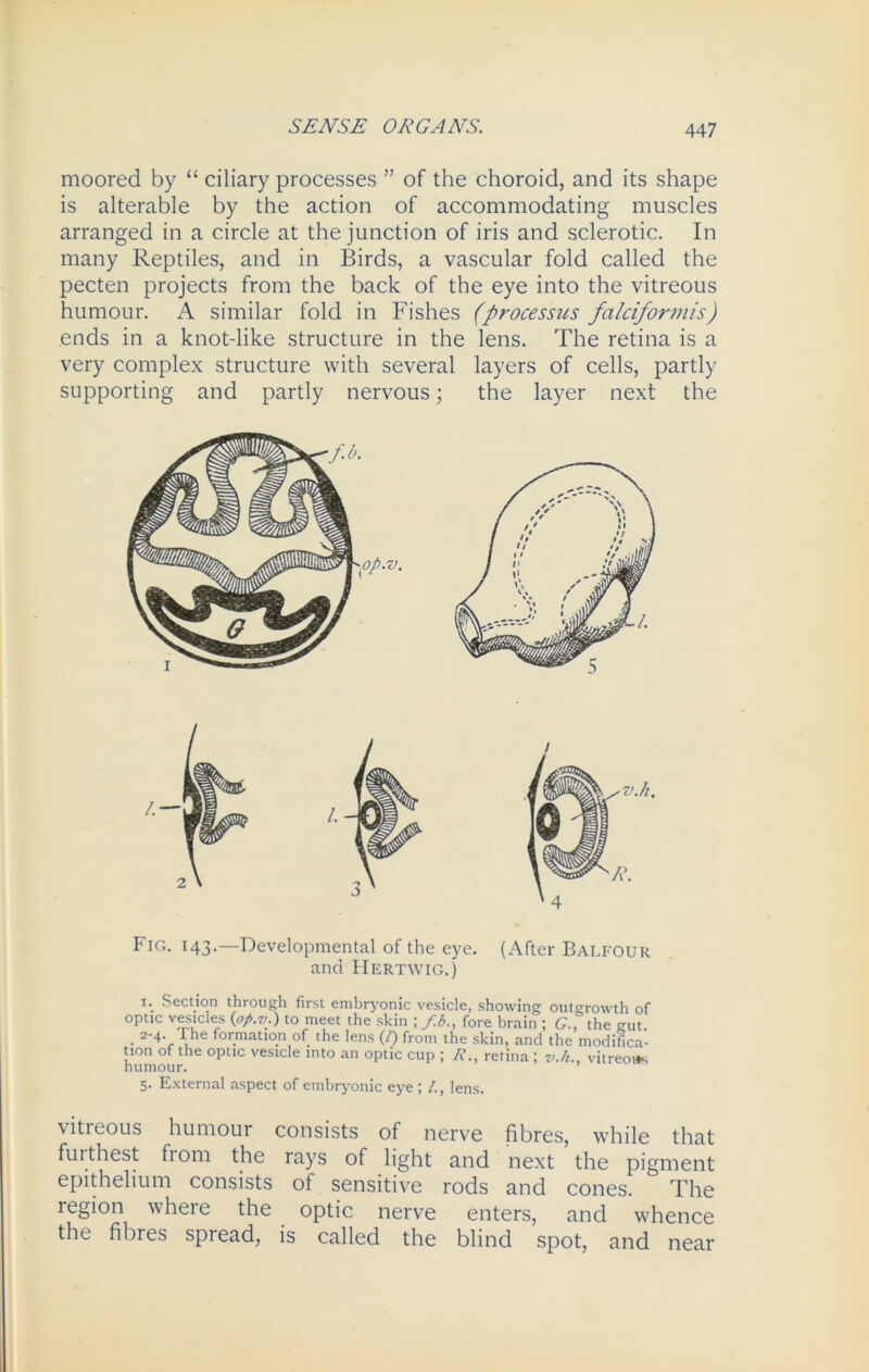 moored by “ ciliary processes ” of the choroid, and its shape is alterable by the action of accommodating muscles arranged in a circle at the junction of iris and sclerotic. In many Reptiles, and in Birds, a vascular fold called the pecten projects from the back of the eye into the vitreous humour. A similar fold in Fishes (processus falciformis) ends in a knot-like structure in the lens. The retina is a very complex structure with several layers of cells, partly supporting and partly nervous; the layer next the Fig. 143.—Developmental of the eye. (After Balfour and Hertwig.) 1. Section through first embryonic vesicle, showing outgrowth of optic vesicles (pp.r>.) to meet the skin ; fb., fore brain ; G., the gut. • 2'4U 1 6 ‘or.matlo.n of 'he lens (/) from the skin, and the modifica- tion of the optic vesicle into an optic cup ; R., retina ; v.h.. vitreous humour. 5. External aspect of embryonic eye; lens. vitreous humour consists of nerve fibres, while that furthest fiom the rays of light and next the pigment epithelium consists of sensitive rods and cones. The region where the optic nerve enters, and whence the fibres spread, is called the blind spot, and near 4