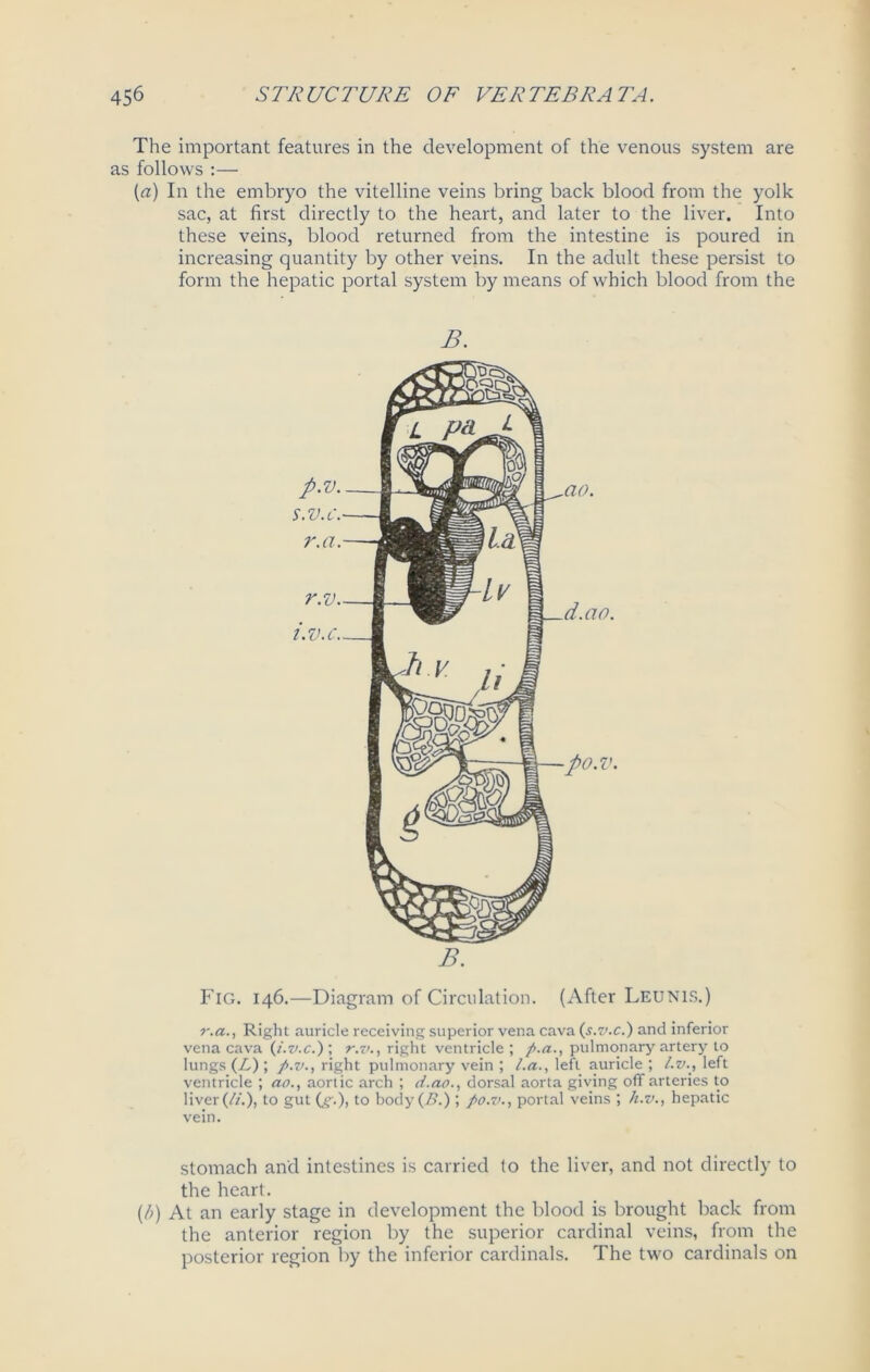 The important features in the development of the venous system are as follows :— [a) In the embryo the vitelline veins bring back blood from the yolk sac, at first directly to the heart, and later to the liver. Into these veins, blood returned from the intestine is poured in increasing quantity by other veins. In the adult these persist to form the hepatic portal system by means of which blood from the Fig. 146.—Diagram of Circulation. (After Leunis.) r.a., Right auricle receiving superior vena cava (s.v.c.) and inferior vena cava (i.v.c.); r.v., right ventricle; pulmonary artery to lungs (L) ; p.v., right pulmonary vein ; /.a., left auricle ; l.v., left ventricle ; ao., aortic arch ; d.ao., dorsal aorta giving off arteries to liver (/*.), to gut (£■), to body(i>.); fio.v., portal veins ; h.v., hepatic vein. stomach and intestines is carried to the liver, and not directly to the heart. (/;) At an early stage in development the blood is brought back from the anterior region by the superior cardinal veins, from the posterior region by the inferior cardinals. The two cardinals on