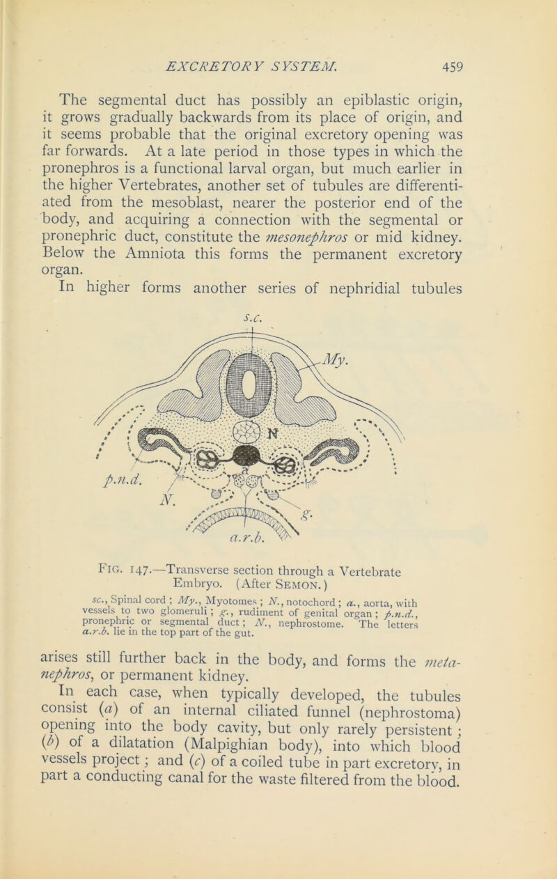 The segmental duct has possibly an epiblastic origin, it grows gradually backwards from its place of origin, and it seems probable that the original excretory opening was far forwards. At a late period in those types in which the pronephros is a functional larval organ, but much earlier in the higher Vertebrates, another set of tubules are differenti- ated from the mesoblast, nearer the posterior end of the body, and acquiring a connection with the segmental or pronephric duct, constitute the mesonephros or mid kidney. Below the Amniota this forms the permanent excretory organ. In higher forms another series of nephridial tubules s.c. Fig. 147.—Transverse section through a Vertebrate Embryo. (After Semon. ) it., Spinal cord; My., IVIyotomes; N., notochord ; a., aorta, with vessels to two glomeruli; g., rudiment of genital organ; fi.n.d., pronephric or segmental duct; N., nephrostome. Ahe letters a.r.b. he in the top part of the gut. arises still further back in the body, and forms the metci- nephros, or permanent kidney. In each case, when typically developed, the tubules consist (ci) of an internal ciliated funnel (nephrostoma) opening into the body cavity, but only rarely persistent ; P) of a dilatation (Malpighian body), into which blood vessels project; and (c) of a coiled tube in part excretory, in part a conducting canal for the waste filtered from the blood.