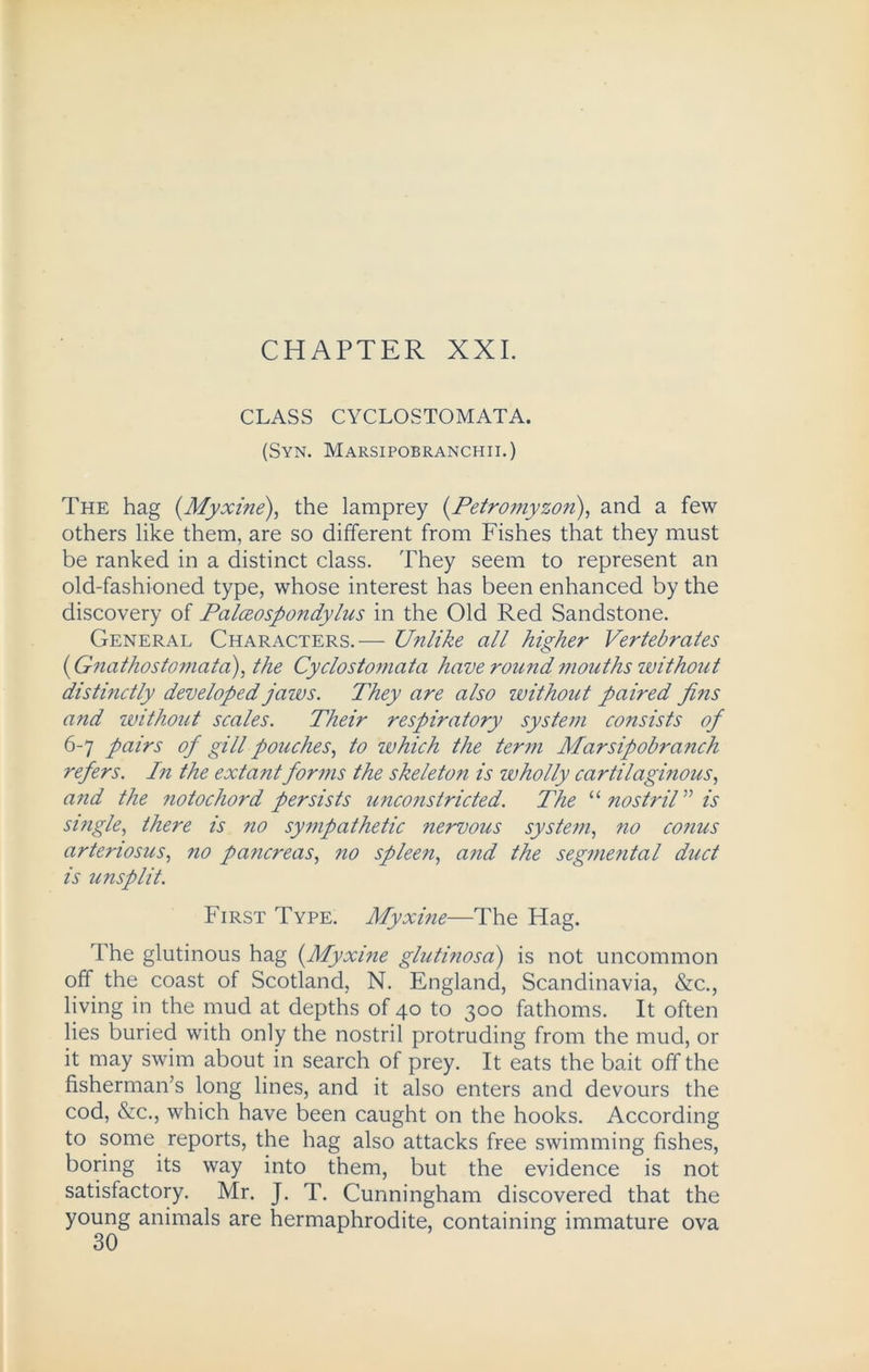 CHAPTER XXL CLASS CYCLOSTOMATA. (Syn. Marsipobranchii.) The hag (.Myxine), the lamprey (.Petromyzon), and a few others like them, are so different from Fishes that they must be ranked in a distinct class. They seem to represent an old-fashioned type, whose interest has been enhanced by the discovery of Palceospondylus in the Old Red Sandstone. General Characters.— Unlike all higher Vertebrates ( Gnathostomata), the Cyclostomata have round mouths without distinctly developed jaws. They are also without paired fins and without scales. Their respiratory system consists of 6-7 pairs of gill pouches, to which the term Marsipobranch refers. In the extant forms the skeleton is wholly cartilaginous, and the notochord persists unconstricted. The “ nostril ” is single, there is no sympathetic nervous system, no conus arteriosus, no pancreas, no spleen, and the segmental duct is unsplit. First Type. Myxine—The Hag. The glutinous hag (.Myxine glutinosa) is not uncommon off the coast of Scotland, N. England, Scandinavia, &c., living in the mud at depths of 40 to 300 fathoms. It often lies buried with only the nostril protruding from the mud, or it may swim about in search of prey. It eats the bait off the fisherman’s long lines, and it also enters and devours the cod, &c., which have been caught on the hooks. According to some reports, the hag also attacks free swimming fishes, boring its way into them, but the evidence is not satisfactory. Mr. J. T. Cunningham discovered that the young animals are hermaphrodite, containing immature ova