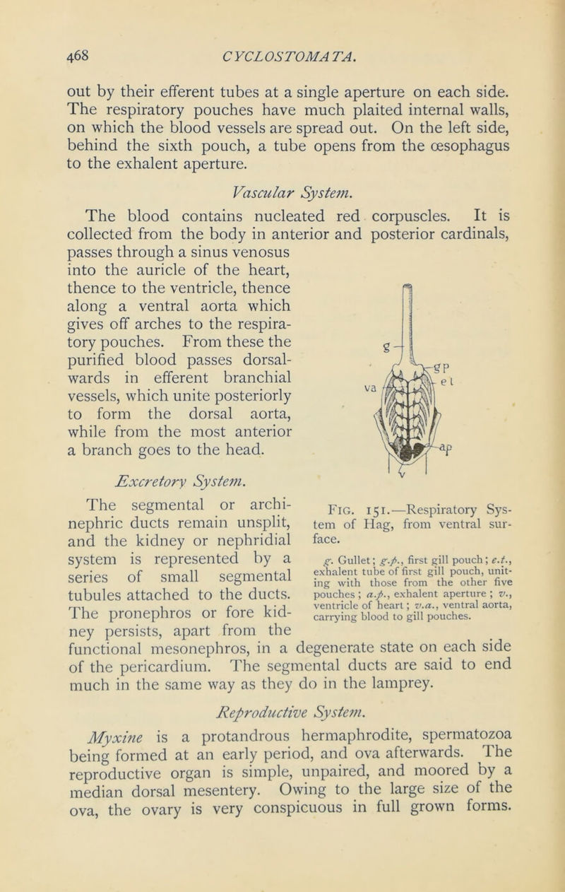 out by their efferent tubes at a single aperture on each side. The respiratory pouches have much plaited internal walls, on which the blood vessels are spread out. On the left side, behind the sixth pouch, a tube opens from the oesophagus to the exhalent aperture. Vascular System. The blood contains nucleated red corpuscles. It is collected from the body in anterior and posterior cardinals, passes through a sinus venosus into the auricle of the heart, thence to the ventricle, thence along a ventral aorta which gives off arches to the respira- tory pouches. From these the purified blood passes dorsal- wards in efferent branchial vessels, which unite posteriorly to form the dorsal aorta, while from the most anterior a branch goes to the head. Excretory System. The segmental or archi- nephric ducts remain unsplit, and the kidney or nephridial system is represented by a series of small segmental tubules attached to the ducts. The pronephros or fore kid- ney persists, apart from the functional mesonephros, in a degenerate state on each side of the pericardium. The segmental ducts are said to end much in the same way as they do in the lamprey. Reproductive System. Myxine is a protandrous hermaphrodite, spermatozoa being formed at an early period, and ova afterwards. The reproductive organ is simple, unpaired, and moored by a median dorsal mesentery. Owing to the large size of the ova, the ovary is very conspicuous in full grown forms. Fig. i5i.—Respiratory Sys- tem of Ilag, from ventral sur- face. g. Gullet; g./>., first gill pouch; e.t, exhalent tube of first gill pouch, unit- ing with those from the other five pouches; exhalent aperture ; v., ventricle of heart; v.a., ventral aorta, carrying blood to gill pouches.