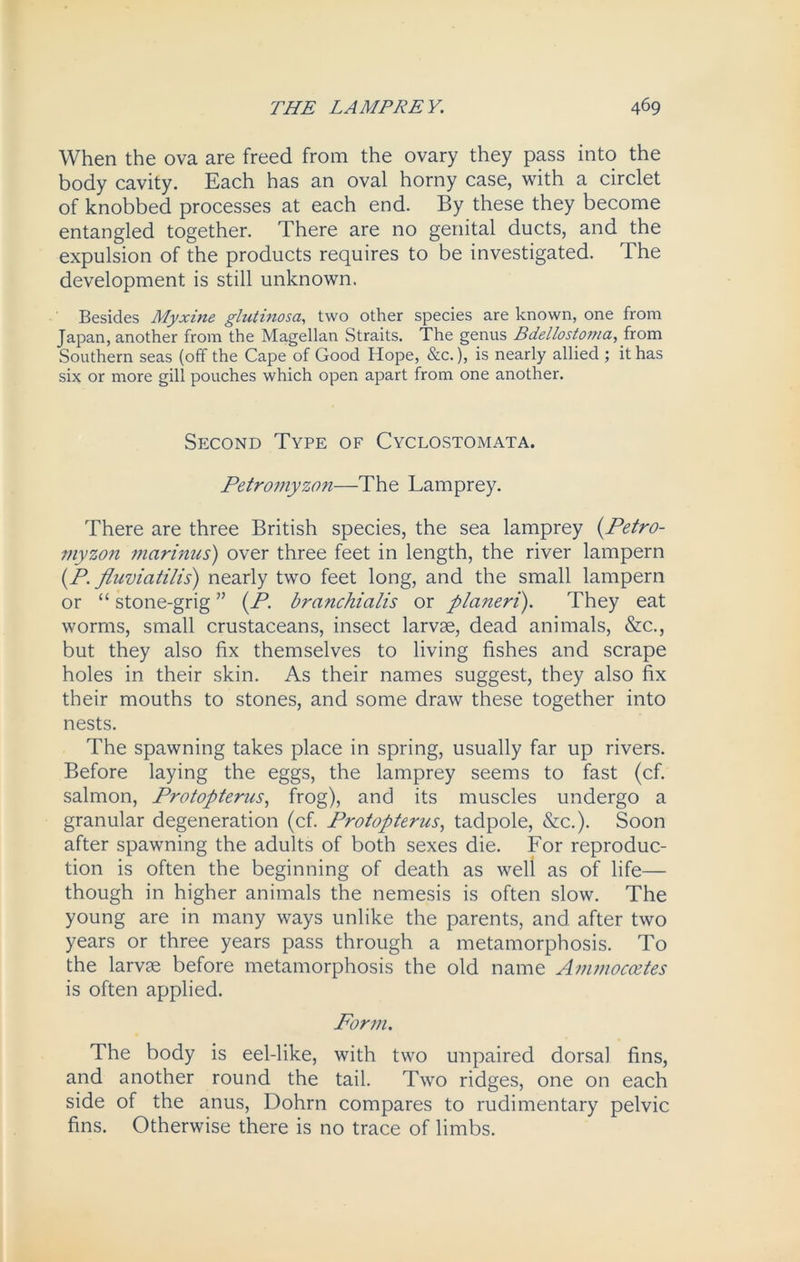 When the ova are freed from the ovary they pass into the body cavity. Each has an oval horny case, with a circlet of knobbed processes at each end. By these they become entangled together. There are no genital ducts, and the expulsion of the products requires to be investigated. The development is still unknown. Besides Myxine glutinosa, two other species are known, one from Japan, another from the Magellan Straits. The genus Bdellosto??ia, from Southern seas (off the Cape of Good Hope, &c.), is nearly allied ; it has six or more gill pouches which open apart from one another. Second Type of Cyclostomata. Petromyzon—The Lamprey. There are three British species, the sea lamprey (Petro- myzon marinas) over three feet in length, the river lampern (P. fluviatilis) nearly two feet long, and the small lampern or “ stone-grig ” (P. branchialis or planeri). They eat worms, small crustaceans, insect larvae, dead animals, &c., but they also fix themselves to living fishes and scrape holes in their skin. As their names suggest, they also fix their mouths to stones, and some draw these together into nests. The spawning takes place in spring, usually far up rivers. Before laying the eggs, the lamprey seems to fast (cf. salmon, Protopterus, frog), and its muscles undergo a granular degeneration (cf. Protopterus, tadpole, &c.). Soon after spawning the adults of both sexes die. For reproduc- tion is often the beginning of death as well as of life— though in higher animals the nemesis is often slow. The young are in many ways unlike the parents, and after two years or three years pass through a metamorphosis. To the larvse before metamorphosis the old name Ammocoetes is often applied. Form. The body is eel-like, with two unpaired dorsal fins, and another round the tail. Two ridges, one on each side of the anus, Dohrn compares to rudimentary pelvic fins. Otherwise there is no trace of limbs.