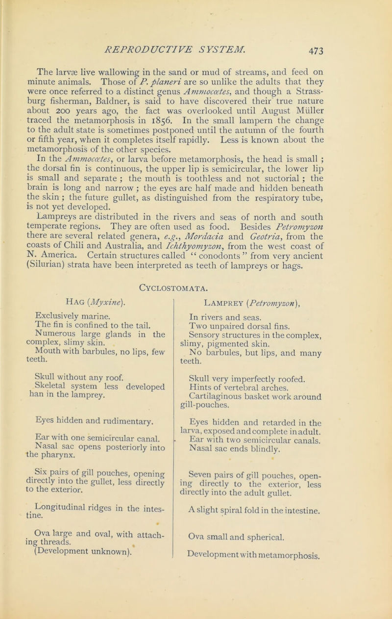 The larvae live wallowing in the sand or mud of streams, and feed on minute animals. Those of P. planeri are so unlike the adults that they were once referred to a distinct genus Ammoc&tes, and though a Strass- burg fisherman, Baldner, is said to have discovered their true nature about 200 years ago, the fact was overlooked until August Muller traced the metamorphosis in 1856. In the small lam pern the change to the adult state is sometimes postponed until the autumn of the fourth or fifth year, when it completes itself rapidly. Less is known about the metamorphosis of the other species. In the Ammoecetes, or larva before metamorphosis, the head is small ; the dorsal fin is continuous, the upper lip is semicircular, the lower lip is small and separate ; the mouth is toothless and not suctorial ; the brain is long and narrow; the eyes are half made and hidden beneath the skin ; the future gullet, as distinguished from the respiratory tube, is not yet developed. Lampreys are distributed in the rivers and seas of north and south temperate regions. They are often used as food. Besides Petromyzon there are several related genera, e.g., Mordacia and Geotria, from the coasts of Chili and Australia, and Ichthyomyzon, from the west coast of N. America. Certain structures called “ conodonts ” from very ancient (Silurian) strata have been interpreted as teeth of lampreys or hags. Cyclostomata. Hag (Myxine). Exclusively marine. The fin is confined to the tail. Numerous large glands in the complex, slimy skin. Mouth with barbules, no lips, few teeth. Skull without any roof. Skeletal system less developed han in the lamprey. Eyes hidden and rudimentary. Ear with one semicircular canal. Nasal sac opens posteriorly into the pharynx. Six pairs of gill pouches, opening directly into the gullet, less directly to the exterior. Longitudinal ridges in the intes- tine. Ova large and oval, with attach- ing threads. (Development unknown). Lamprey (Petromyzon), In rivers and seas. Two unpaired dorsal fins. Sensory structures in the complex, slimy, pigmented skin. No barbules, but lips, and many teeth. Skull very imperfectly roofed. Hints of vertebral arches. Cartilaginous basket work around gill-pouches. Eyes hidden and retarded in the larva, exposed and complete in adult. Ear with two semicircular canals. Nasal sac ends blindly. Seven pairs of gill pouches, open- ing directly to the exterior, less directly into the adult gullet. A slight spiral fold in the intestine. Ova small and spherical. Development with metamorphosis.
