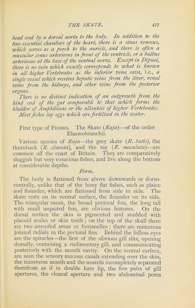 head and by a dorsal aorta to the body. In addition to the. two essential chambers of the heart, there is a sinus venosus, which serves as a porch to the auricle, and there is often a muscular conus arteriosus in front of the ventricle, or a bulbus arteriosus at the base of the ventral aorta. Except in Dipnoi, there is no vein which exactly corresponds to what is known in all higher Vertebrates as the inferior vena cava, i.e., a single vessel which receives hepatic veins from the liver, renal veins from the kidneys, and other veins from the posterior organs. There is no distinct indication of an outgrowth from the hind end of the gut comparable to that which forms the bladder of Amphibians or the allantois of higher Vertebrates. Most fishes lay eggs which are fertilised in the water. First type of Fishes. The Skate (Raja)—of the order Elasmobranchii. Various species of Raja—the grey skate (R. batis), the thornback (R. clavata), and the ray (R. maculated)—are common off the coast of Britain. They are comparatively sluggish but very voracious fishes, and live along the bottom at considerable depths. Form. The body is flattened from above downwards or dorso- ventrally, unlike that of the bony flat fishes, such as plaice and flounder, which are flattened from side to side. The skate rests on its ventral surface, the flounder on its side. The triangular snout, the broad pectoral fins, the long tail with small unpaired fins, are obvious features. On the dorsal surface the skin is pigmented and studded with placoid scales or skin teeth; on the top of the skull there are two unroofed areas or fontanelles ; there are numerous jointed radials in the pectoral fins. Behind the lidless eyes are the spiracles—the first of the obvious gill slits, opening dorsally, containing a rudimentary gill, and communicating posteriorly with the mouth cavity. On the ventral surface, are seen the sensory mucous canals extending over the skin, the transverse mouth and the nostrils incompletely separated therefrom as if in double hare lip, the five pairs of gill apertures, the cloacal aperture and two abdominal pores