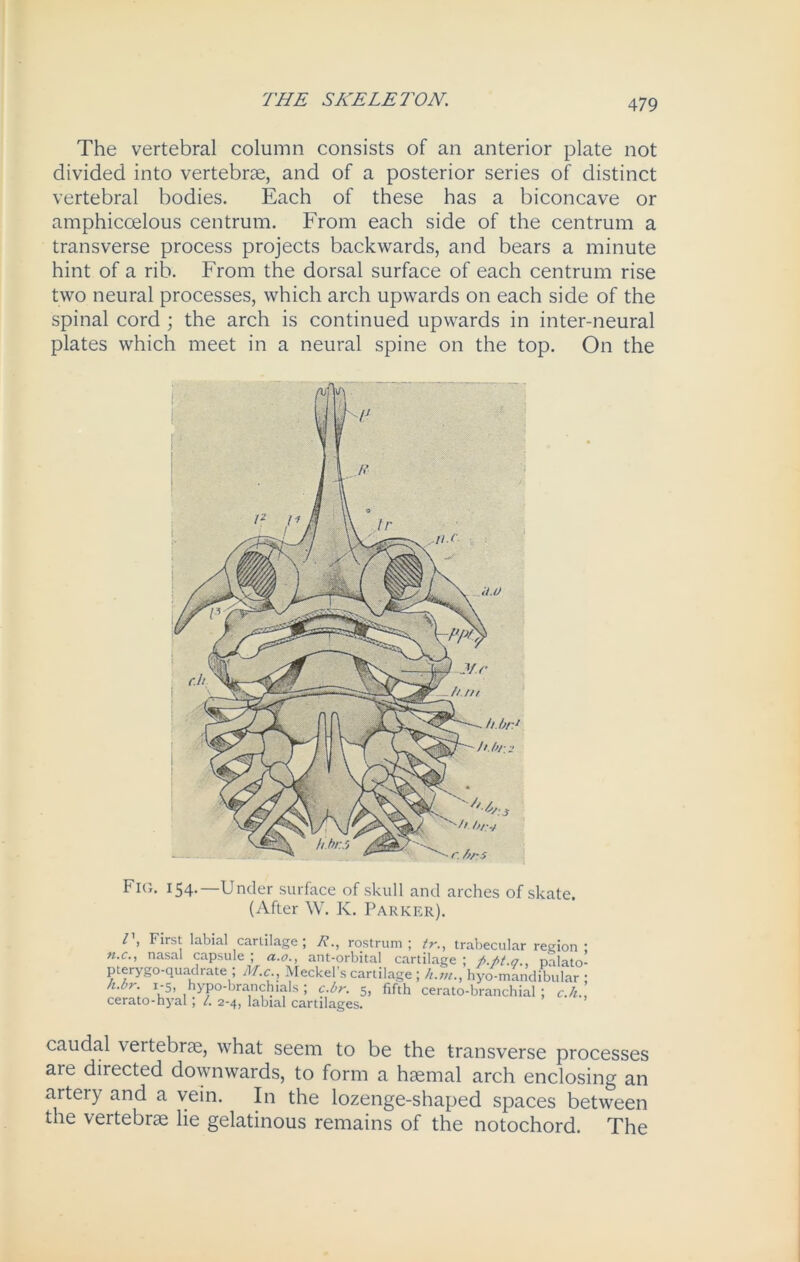 THE SKELETON. The vertebral column consists of an anterior plate not divided into vertebrae, and of a posterior series of distinct vertebral bodies. Each of these has a biconcave or amphicoelous centrum. From each side of the centrum a transverse process projects backwards, and bears a minute hint of a rib. From the dorsal surface of each centrum rise two neural processes, which arch upwards on each side of the spinal cord ; the arch is continued upwards in inter-neural plates which meet in a neural spine on the top. On the Fig. 154.—Under surface of skull and arches of skate. (After W. K. Parker). I , First labial cartilage ; /?., rostrum ; tr., trabecular region • fi.c., nasal capsule ; a.o., ant-orbital cartilage ; /,.. palatol pterygo-quadrate ; M.c Meckel’s cartilage ; h.m., hyo-mkndibular ; b.br. 1-5, hypo-branchtals; c.br. 5, fifth cerato-branchial ; c./i., cerato-hyal; /. 2-4, labial cartilages. caudal vertebrae, what seem to be the transverse processes are directed downwards, to form a haemal arch enclosing an artery and a vein. In the lozenge-shaped spaces between the vertebrae lie gelatinous remains of the notochord. The