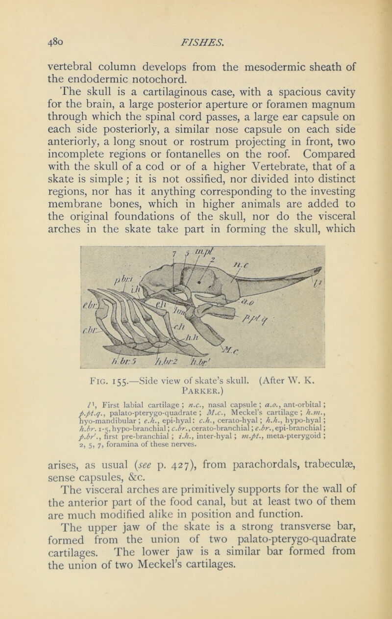 vertebral column develops from the mesodermic sheath of the endodermic notochord. The skull is a cartilaginous case, with a spacious cavity for the brain, a large posterior aperture or foramen magnum through which the spinal cord passes, a large ear capsule on each side posteriorly, a similar nose capsule on each side anteriorly, a long snout or rostrum projecting in front, two incomplete regions or fontanelles on the roof. Compared with the skull of a cod or of a higher Vertebrate, that of a skate is simple ; it is not ossified, nor divided into distinct regions, nor has it anything corresponding to the investing membrane bones, which in higher animals are added to the original foundations of the skull, nor do the visceral arches in the skate take part in forming the skull, which Fig. 155.—Side view of skate’s skull. (After W. I\. Parker.) First labial cartilage; n.c., nasal capsule; a.o., ant-orbital; p.pt.q., palato-pterygo-quadrate ; M.c., Meckel’s cartilage; h.m., hyo-mandibular ; e.h., epi-hyal: c.h., cerato-hyal; h.h., hypo-hyal; h.br. 1-5,hypo-branchial; c.£r.,cerato-branchial; e.br.,epi-branchial; first pre-branchial ; i.h., inter-hyal; m.pt., meta-pterygoid ; 2, 5, 7, foramina of these nerves. arises, as usual (see p. 427), from parachordals, trabeculae, sense capsules, &c. The visceral arches are primitively supports for the wall of the anterior part of the food canal, but at least two of them are much modified alike in position and function. The upper jaw of the skate is a strong transverse bar, formed from the union of two palato-pterygo-quadrate cartilages. The lower jaw is a similar bar formed from the union of two Meckel’s cartilages.