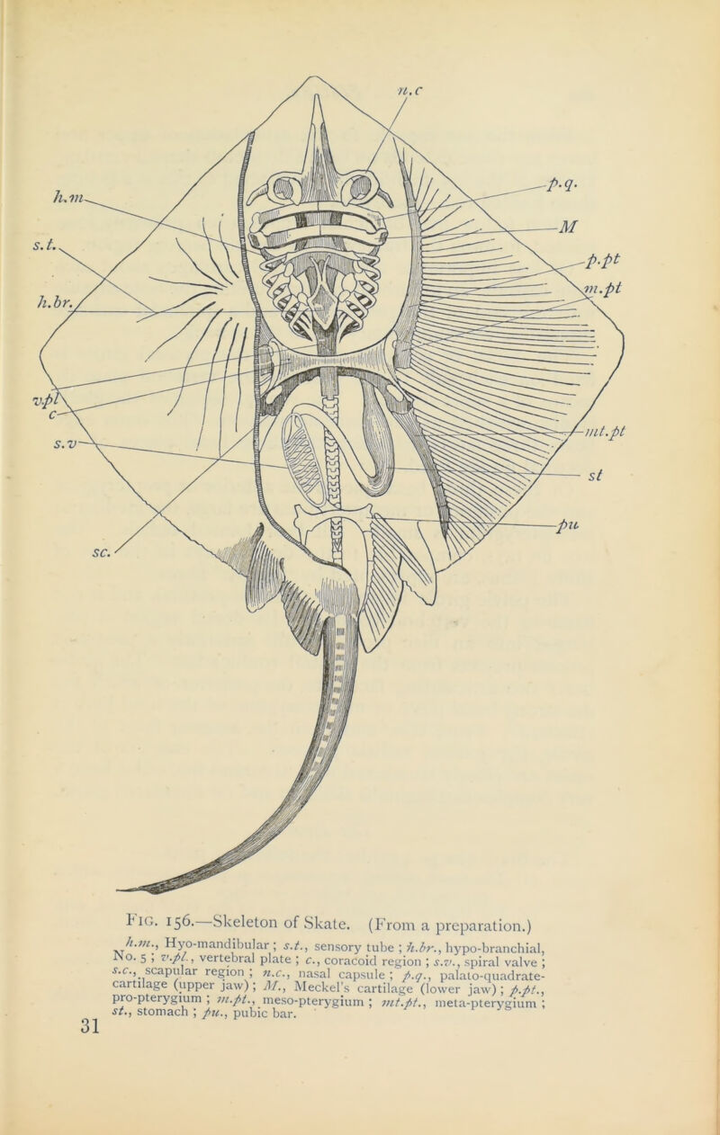 H.C Pig. 156. Skeleton of Skate. (From a preparation.) h.m., Hyo-mandibular; s.t., sensory tube ; h.br., hypo-branchial, JNo. 5 , v.pl, vertebral plate ; c., coracoid region ; s.v., spiral valve ; s.c., scapular region ; n.c., nasal capsule ; p-q-, palalo-quadrate- cartilage (upper jaw) ; M., Meckel’s cartilage (lower jaw) ; p.pt., pto-pterygium , in.pt., meso-pterygium ; int.pt., meta-pterygium ; st., stomach ; pu., pubic bar.