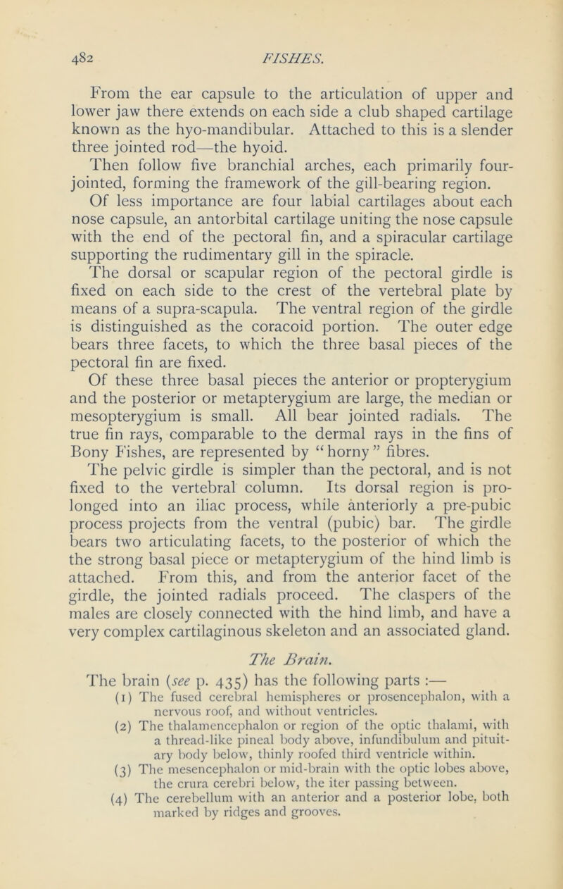 From the ear capsule to the articulation of upper and lower jaw there extends on each side a club shaped cartilage known as the hyo-mandibular. Attached to this is a slender three jointed rod—the hyoid. Then follow five branchial arches, each primarily four- jointed, forming the framework of the gill-bearing region. Of less importance are four labial cartilages about each nose capsule, an antorbital cartilage uniting the nose capsule with the end of the pectoral fin, and a spiracular cartilage supporting the rudimentary gill in the spiracle. The dorsal or scapular region of the pectoral girdle is fixed on each side to the crest of the vertebral plate by means of a supra-scapula. The ventral region of the girdle is distinguished as the coracoid portion. The outer edge bears three facets, to which the three basal pieces of the pectoral fin are fixed. Of these three basal pieces the anterior or propterygium and the posterior or metapterygium are large, the median or mesopterygium is small. All bear jointed radials. The true fin rays, comparable to the dermal rays in the fins of Bony Fishes, are represented by “ horny ” fibres. The pelvic girdle is simpler than the pectoral, and is not fixed to the vertebral column. Its dorsal region is pro- longed into an iliac process, while anteriorly a pre-pubic process projects from the ventral (pubic) bar. The girdle bears two articulating facets, to the posterior of which the the strong basal piece or metapterygium of the hind limb is attached. From this, and from the anterior facet of the girdle, the jointed radials proceed. The claspers of the males are closely connected with the hind limb, and have a very complex cartilaginous skeleton and an associated gland. The Train. The brain (see p. 435) has the following parts :— (1) The fused cerebral hemispheres or prosencephalon, with a nervous roof, and without ventricles. (2) The thalamencephalon or region of the optic thalami, with a thread-like pineal body above, infundibulum and pituit- ary body below, thinly roofed third ventricle within. (3) The mesencephalon or mid-brain with the optic lobes above, the crura cerebri below, the iter passing between. (4) The cerebellum with an anterior and a posterior lobe, both marked by ridges and grooves.