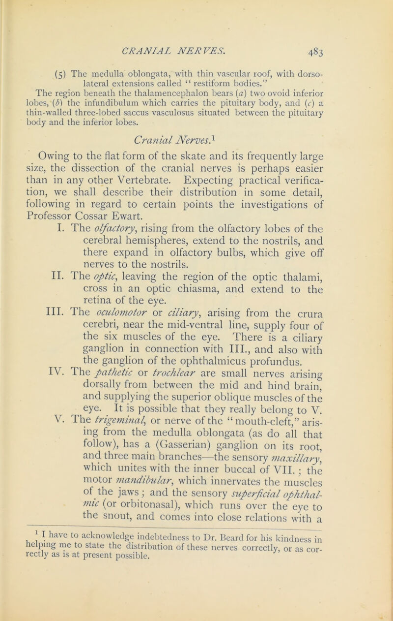(5) The medulla oblongata, with thin vascular roof, with dorso- lateral extensions called “ restiform bodies.” The region beneath the thalamencephalon bears (a) two ovoid inferior lobes, (b) the infundibulum which carries the pituitary body, and (c) a thin-walled three-lobed saccus vasculosus situated between the pituitary body and the inferior lobes. Cranial Nerves} Owing to the flat form of the skate and its frequently large size, the dissection of the cranial nerves is perhaps easier than in any other Vertebrate. Expecting practical verifica- tion, we shall describe their distribution in some detail, following in regard to certain points the investigations of Professor Cossar Ewart. I. The olfactory, rising from the olfactory lobes of the cerebral hemispheres, extend to the nostrils, and there expand in olfactory bulbs, which give off nerves to the nostrils. II. The optic, leaving the region of the optic thalami, cross in an optic chiasma, and extend to the retina of the eye. III. The oculomotor or ciliary, arising from the crura cerebri, near the mid-ventral line, supply four of the six muscles of the eye. There is a ciliary ganglion in connection with III., and also with the ganglion of the ophthalmicus profundus. IV. The pathetic or trochlear are small nerves arising dorsally from between the mid and hind brain, and supplying the superior oblique muscles of the eye. It is possible that they really belong to V. \. The trigeminal’ or nerve of the “mouth-cleft,” aris- ing from the medulla oblongata (as do all that follow), has a (Gasserian) ganglion on its root, and three main branches—the sensory maxillary, which unites with the inner buccal of VII. ; the motor mandibular, which innervates the muscles of the jaws; and the sensory superficial ophthal- mic (or orbitonasal), which runs over the eye to the snout, and comes into close relations with a | I have to acknowledge indebtedness to Dr. Beard for his kindness in helping me to state the distribution of these nerves correctly, or as cor- rectly as is at present possible.