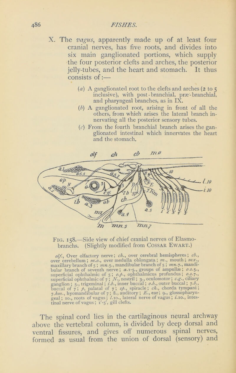 X. The vagus, apparently made up of at least four cranial nerves, has five roots, and divides into six main ganglionated portions, which supply the four posterior clefts and arches, the posterior jelly-tubes, and the heart and stomach. It thus consists of:— (a) A ganglionated root to the clefts and arches (2 to 5 inclusive), with post-branchial, prae-branchial, and pharyngeal branches, as in IX. (/;) A ganglionated root, arising in front of all the others, from which arises the lateral branch in- nervating all the posterior sensory tubes. (r) From the fourth branchial branch arises the gan- glionated intestinal which innervates the heart and the stomach. olf., Over olfactory nerve; ch., over cerebral hemispheres; cb., over cerebellum; m.o., over medulla oblongata; in., mouth; mx., maxillary branch of 5 ; inn.5., mandibular branch of 5 ; inn.7., mandi- bular branch of seventh nerve; a. 1-5., groups of ampullae; <7.5.5., superficial ophthalmic of 5; o./>., ophthalmicus profundus; <7.5.7., superficial ophthalmic of 7 ; N., nostril; 3., oculomotor; c.g., ciliary ganglion ; 5., trigeminal; i.b., inner buccal; o.b., outer buccal; j.b., buccal of 7 ; /, palatal of 7; 5/., spiracle; ch., chorda tympani; 7 .hm., hyomandibular of 7; 8., auditory; if., ear; 9., glossopharyn- geal; 10., roots of vagus; /. 10., lateral nerve of vagus; z'.io., intes- tinal nerve of vagus; i'-s', gill clefts. The spinal cord lies in the cartilaginous neural archway above the vertebral column, is divided by deep dorsal and ventral fissures, and gives off numerous spinal nerves, formed as usual from the union of dorsal (sensory) and