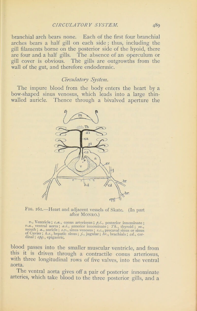 branchial arch bears none. Each of the first four branchial arches bears a half gill on each side; thus, including the gill filaments borne on the posterior side of the hyoid, there are four and a half gills. The absence of an operculum or gill cover is obvious. The gills are outgrowths from the wall of the gut, and therefore endodermic. The impure blood from the body enters the heart by a bow-shaped sinus venosus, which leads into a large thin- walled auricle. Thence through a bivalved aperture the Fig. 161.—Heart and adjacent vessels of .Skate. (I11 part after Monro.) v., Ventricle; c.a., conus arteriosus; posterior innominate; v.a., ventral aorta; a.i., anterior innominate; Th., thyroid; in., mouth ; a., auricle ; s.7>., sinus venosus ; s.c., precaval sinus or sinus of Cuvier; k.s., hepatic sinus; jugular; br., brachials ; cd., car- dinal ; epg., epigastric. blood passes into the smaller muscular ventricle, and from this it is driven through a contractile conus arteriosus, with three longitudinal rows of five valves, into the ventral aorta. The ventral aorta gives off a pair of posterior innominate arteries, which take blood to the three posterior gills, and a Circulatory System -hr.