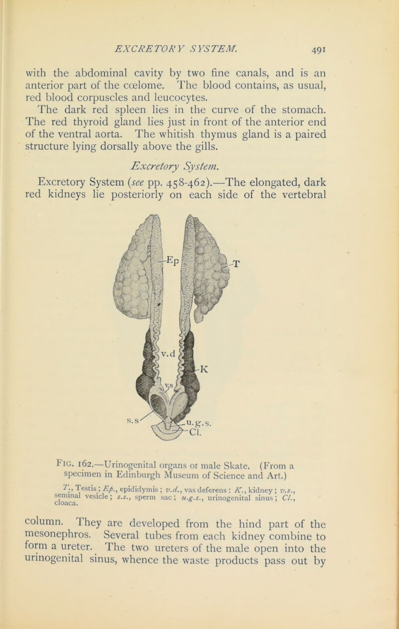 EXCRETORY SYSTEM. with the abdominal cavity by two fine canals, and is an anterior part of the coelome. The blood contains, as usual, red blood corpuscles and leucocytes. The dark red spleen lies in the curve of the stomach. The red thyroid gland lies just in front of the anterior end of the ventral aorta. The whitish thymus gland is a paired structure lying dorsally above the gills. Excretory System. Excretory System (see pp. 458-462).—The elongated, dark red kidneys lie posteriorly on each side of the vertebral Fig. 162.—Urinogenital organs or male Skate. (From a specimen in Edinburgh Museum of Science and Art.) ^Testis ; Ep., epididymis ; v.d., vas deferens : K., kidney ; v.s., doaca ves*c^e ’ s's'’ sPerm sac! u.g.s., urinogenital sinus; CL, column. 1 hey are developed from the hind part of the mesonephros. Several tubes from each kidney combine to form a ureter. The two ureters of the male open into the urinogenital sinus, whence the waste products pass out by