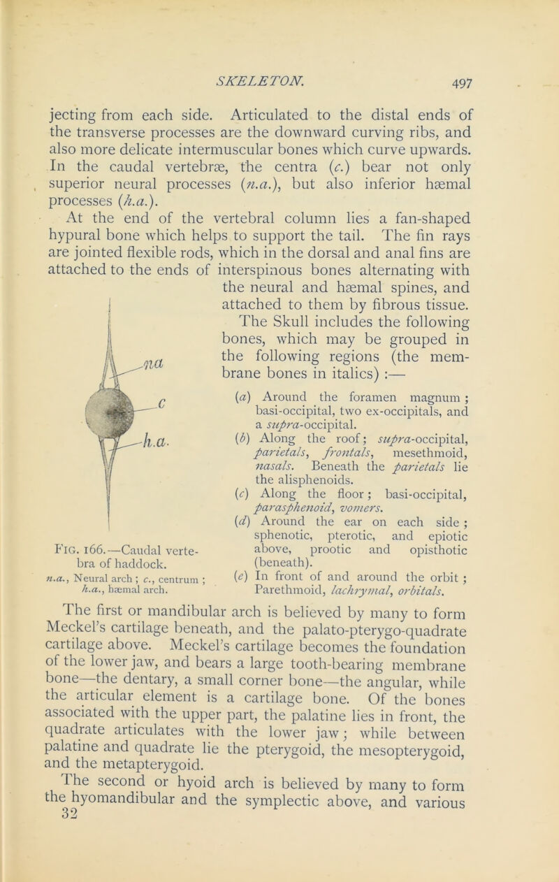 jecting from each side. Articulated to the distal ends of the transverse processes are the downward curving ribs, and also more delicate intermuscular bones which curve upwards. In the caudal vertebras, the centra (c.) bear not only , superior neural processes (n.a.), but also inferior haemal processes (h.a.). At the end of the vertebral column lies a fan-shaped hypural bone which helps to support the tail. The fin rays are jointed flexible rods, which in the dorsal and anal fins are attached to the ends of interspinous bones alternating with the neural and haemal spines, and attached to them by fibrous tissue. The Skull includes the following bones, which may be grouped in the following regions (the mem- brane bones in italics) :— (a) Around the foramen magnum ; basi-occipital, two ex-occipitals, and a supra-occi-pitsd. (b) Along the roof; supra-occipital, parietals, frontals, mesethmoid, nasals. Beneath the parietals lie the alisphenoids. (c) Along the floor; basi-occipital, parasphenoid, vomers. (d) Around the ear on each side ; sphenotic, pterotic, and epiotic above, prootic and opisthotic (beneath). (e) In front of and around the orbit; h.a., haemal arch. Parethmoid, lachrymal, orbitals. The first or mandibular arch is believed by many to form Meckel’s cartilage beneath, and the palato-pterygo-quadrate cartilage above. Meckel’s cartilage becomes the foundation of the lower jaw, and bears a large tooth-bearing membrane bone the dentary, a small corner bone—the angular, while the articular element is a cartilage bone. Of the bones associated with the upper part, the palatine lies in front, the quadrate articulates with the lower jaw \ while between palatine and quadrate lie the pterygoid, the mesopterygoid, and the metapterygoid. I he second or hyoid arch is believed by many to form the hyomandibular and the symplectic above, and various 3 2 Fig. i66.—Caudal verte- bra of haddock. n.a.. Neural arch : r.. centrum