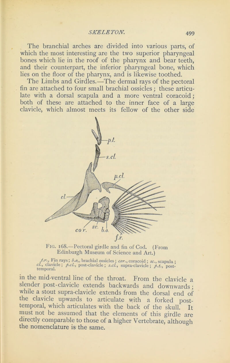 The branchial arches are divided into various parts, of which the most interesting are the two superior pharyngeal bones which lie in the roof of the pharynx and bear teeth, and their counterpart, the inferior pharyngeal bone, which lies on the floor of the pharynx, and is likewise toothed. The Limbs and Girdles.—The dermal rays of the pectoral fin are attached to four small brachial ossicles; these articu- late with a dorsal scapula and a more ventral coracoid; both of these are attached to the inner face of a large clavicle, which almost meets its fellow of the other side in the mid-ventral line of the throat. From the clavicle a slender post-clavicle extends backwards and downwards; while a stout supra-clavicle extends from the dorsal end of the clavicle upwards to articulate with a forked post- temporal, which articulates with the back of the skull. It must not be assumed that the elements of this girdle are directly comparable to those of a higher Vertebrate, although the nomenclature is the same.