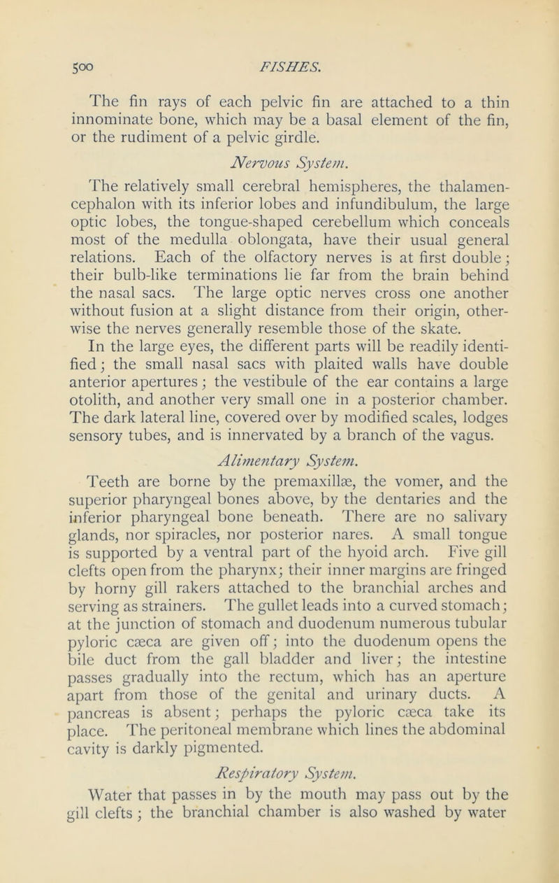 The fin rays of each pelvic fin are attached to a thin innominate bone, which may be a basal element of the fin, or the rudiment of a pelvic girdle. Nervous System. The relatively small cerebral hemispheres, the thalamen- cephalon with its inferior lobes and infundibulum, the large optic lobes, the tongue-shaped cerebellum which conceals most of the medulla oblongata, have their usual general relations. Each of the olfactory nerves is at first double; their bulb-like terminations lie far from the brain behind the nasal sacs. The large optic nerves cross one another without fusion at a slight distance from their origin, other- wise the nerves generally resemble those of the skate. In the large eyes, the different parts will be readily identi- fied ; the small nasal sacs with plaited walls have double anterior apertures; the vestibule of the ear contains a large otolith, and another very small one in a posterior chamber. The dark lateral line, covered over by modified scales, lodges sensory tubes, and is innervated by a branch of the vagus. Alimentary System. Teeth are borne by the premaxillae, the vomer, and the superior pharyngeal bones above, by the dentaries and the inferior pharyngeal bone beneath. There are no salivary glands, nor spiracles, nor posterior nares. A small tongue is supported by a ventral part of the hyoid arch. Five gill clefts open from the pharynx; their inner margins are fringed by horny gill rakers attached to the branchial arches and serving as strainers. The gullet leads into a curved stomach; at the junction of stomach and duodenum numerous tubular pyloric caeca are given off; into the duodenum opens the bile duct from the gall bladder and liver; the intestine passes gradually into the rectum, which has an aperture apart from those of the genital and urinary ducts. A pancreas is absent; perhaps the pyloric caeca take its place. The peritoneal membrane which lines the abdominal cavity is darkly pigmented. Respiratory System. Water that passes in by the mouth may pass out by the gill clefts ; the branchial chamber is also washed by water
