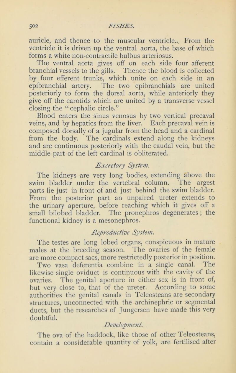 auricle, and thence to the muscular ventricle... From the ventricle it is driven up the ventral aorta, the base of which forms a white non-contractile bulbus arteriosus. The ventral aorta gives off on each side four afferent branchial vessels to the gills. Thence the blood is collected by four efferent trunks, which unite on each side in an epibranchial artery. The two epibranchials are united posteriorly to form the dorsal aorta, while anteriorly they give off the carotids which are united by a transverse vessel closing the “ cephalic circle.” Blood enters the sinus venosus by two vertical precaval veins, and by hepatics from the liver. Each precaval vein is composed dorsally of a jugular from the head and a cardinal from the body. The cardinals extend along the kidneys and are continuous posteriorly with the caudal vein, but the middle part of the left cardinal is obliterated. Excretory System. The kidneys are very long bodies, extending above the swim bladder under the vertebral column. The argest parts lie just in front of and just behind the swim bladder. From the posterior part an unpaired ureter extends to the urinary aperture, before reaching which it gives off a small bilobed bladder. The pronephros degenerates; the functional kidney is a mesonephros. Reproductive System. The testes are long lobed organs, conspicuous in mature males at the breeding season. The ovaries of the female are more compact sacs, more restrictedly posterior in position. Two vasa deferentia combine in a single canal. The likewise single oviduct is continuous with the cavity of the ovaries. The genital aperture in either sex is in front of, but very close to, that of the ureter. According to some authorities the genital canals in Teleosteans are secondary structures, unconnected with the archinephric or segmental ducts, but the researches of Jungersen have made this very doubtful. Development. The ova of the haddock, like those of other Teleosteans, contain a considerable quantity of yolk, are fertilised after