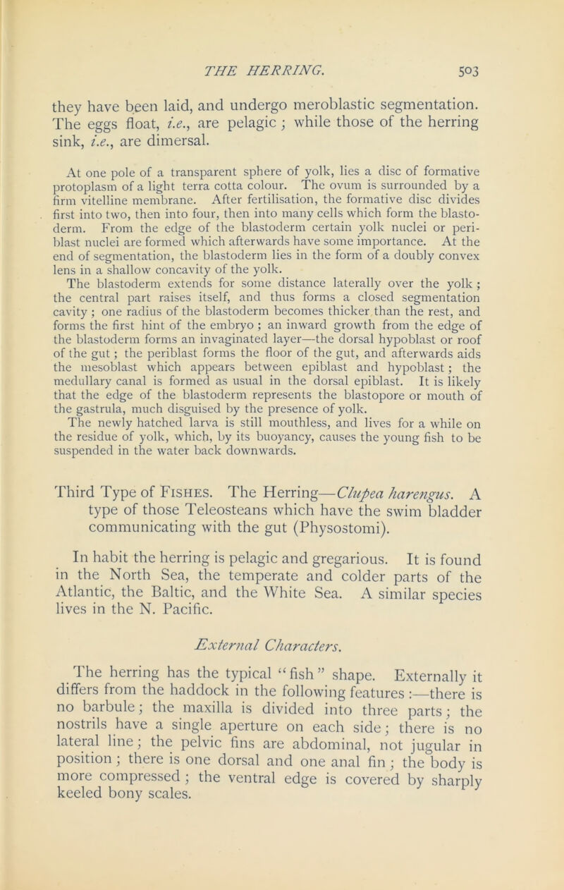 they have been laid, and undergo meroblastic segmentation. The eggs float, i.e., are pelagic ; while those of the herring sink, i.e., are dimersal. At one pole of a transparent sphere of yolk, lies a disc of formative protoplasm of a light terra cotta colour. The ovum is surrounded by a firm vitelline membrane. After fertilisation, the formative disc divides first into two, then into four, then into many cells which form the blasto- derm. From the edge of the blastoderm certain yolk nuclei or peri- blast nuclei are formed which afterwards have some importance. At the end of segmentation, the blastoderm lies in the form of a doubly convex lens in a shallow concavity of the yolk. The blastoderm extends for some distance laterally over the yolk ; the central part raises itself, and thus forms a closed segmentation cavity; one radius of the blastoderm becomes thicker than the rest, and forms the first hint of the embryo ; an inward growth from the edge of the blastoderm forms an invaginated layer—the dorsal hypoblast or roof of the gut; the periblast forms the floor of the gut, and afterwards aids the mesoblast which appears between epiblast and hypoblast; the medullary canal is formed as usual in the dorsal epiblast. It is likely that the edge of the blastoderm represents the blastopore or mouth of the gastrula, much disguised by the presence of yolk. The newly hatched larva is still mouthless, and lives for a while on the residue of yolk, which, by its buoyancy, causes the young fish to be suspended in the water back downwards. Third Type of Fishes. The Herring—Clupea harengus. A type of those Teleosteans which have the swim bladder communicating with the gut (Physostomi). In habit the herring is pelagic and gregarious. It is found in the North Sea, the temperate and colder parts of the Atlantic, the Baltic, and the White Sea. A similar species lives in the N. Pacific. External Characters. The herring has the typical “fish” shape. Externally it differs from the haddock in the following features : there is no barbule; the maxilla is divided into three parts ; the nostrils have a single aperture on each side; there is no lateral line; the pelvic fins are abdominal, not jugular in position ; there is one dorsal and one anal fin ; the body is more compressed ; the ventral edge is covered by sharply keeled bony scales.