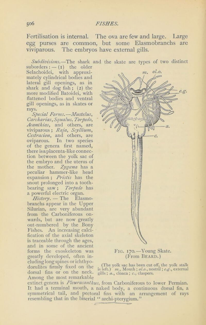 Fertilisation is internal. The ova are few and large. Large egg purses are common, but some Elasmobranchs are viviparous. The embryos have external gills. Subdivisions.—The shark and the skate are types of two distinct suborders : — (I) the older Selachoidei, with approxi- mately cylindrical bodies and lateral gill openings, as in shark and dog fish; (2) the more modified Batoidei, with flattened bodies and ventral gill openings, as in skates or rays. Special Forms. —Mustelus, Carcharias, Squalus, Torpedo, Acanlhias, and others, are viviparous ; Raja, ScyIlium, Cestracion, and others, are oviparous. In two species of the genera first named, there isa placenta-like connec- tion between the yolk sac of the embryo and the uterus of the mother. Zygcena has a peculiar hammer-like head expansion ; Pristis has the snout prolonged into a tooth- bearing saw ; Torpedo has a powerful electric organ. History. — The Elasmo- branchs appear in the Upper Silurian, are very abundant from the Carboniferous on- wards, but are now greatly out-numbered by the Bony Fishes. An increasing calci- fication of the axial skeleton is traceable through the ages, and in some of the ancient forms the exoskeleton was greatly developed, often in- cluding long spines or ichthyo- dorulites firmly fixed on the dorsal fins or on the neck. Among the most remarkable extinct genera is Pleuracanthus, from Carboniferous to lower Permian. It had a terminal mouth, a naked body, a continuous dorsal fin, a symmetrical tail, and pectoral fins with an arrangement of rays resembling that in the biscrial “ archi-pterygium.” Fig. 170.—Young Skate. (From Beard.) (The yolk sac has been cut off, the yolk stalk is left.) Mouth ; ol.o., nostril; c.g., external gills; a., cloaca; c., claspers.