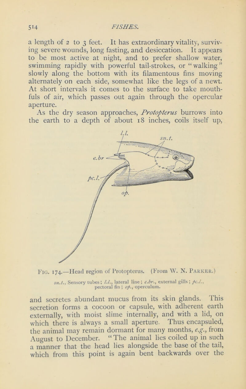 a length of 2 to 3 feet. It has extraordinary vitality, surviv- ing severe wounds, long fasting, and desiccation. It appears to be most active at night, and to prefer shallow water, swimming rapidly with powerful tail-strokes, or “ walking ” slowly along the bottom with its filamentous fins moving alternately on each side, somewhat like the legs of a newt. At short intervals it comes to the surface to take mouth- fuls of air, which passes out again through the opercular aperture. As the dry season approaches, Protopterus burrows into the earth to a depth of about 18 inches, coils itself up, sn.t., Sensory tubes; lateral line; e.br., external gills; pectoral fin ; o/>., operculum. and secretes abundant mucus from its skin glands. This secretion forms a cocoon or capsule, with adherent earth externally, with moist slime internally, and with a lid, on which there is always a small aperture. Thus encapsuled, the animal may remain dormant for many months, e.g., from August to December. “ The animal lies coiled up in such a manner that the head lies alongside the base of the tail, which from this point is again bent backwards over the