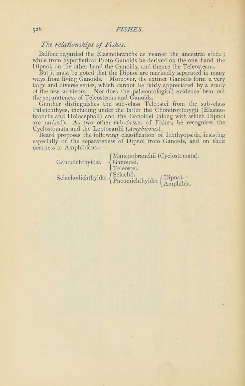 The relationships of Fishes. Balfour regarded the Elasmobranchs as nearest the ancestral stock ; while from hypothetical Proto-Ganoids he derived on the one hand the Dipnoi, on the other hand the Ganoids, and thence the Teleosteans. But it must be noted that the Dipnoi are markedly separated in many ways from living Ganoids. Moreover, the extinct Ganoids form a very large and diverse series, which cannot be fairly appreciated by a study of the few survivors. Nor does the palceontological evidence bear out the separateness of Teleosteans and Ganoids. Gunther distinguishes the sub-class Teleostei from the sub-class Palceichthyes, including under the latter the Chondropterygii (Elasmo- branchs and Holocephali) and the Ganoidei (along with which Dipnoi are ranked). As two other sub-classes of Fishes, he recognises the Cyclostomata and the Leptocardii (Amphioxus). Beard proposes the following classification of Ichthyopsida, insisting especially on the separateness of Dipnoi from Ganoids, and on their nearness to Amphibians :— f Marsipobranchii (Cyclostomata). Ganodichthyidse. < Ganoidei. (Teleostei. Selachodichthyidse.-f Selachii. /Dipnoi. y lPneumichthyidae.|Ali,phib;a