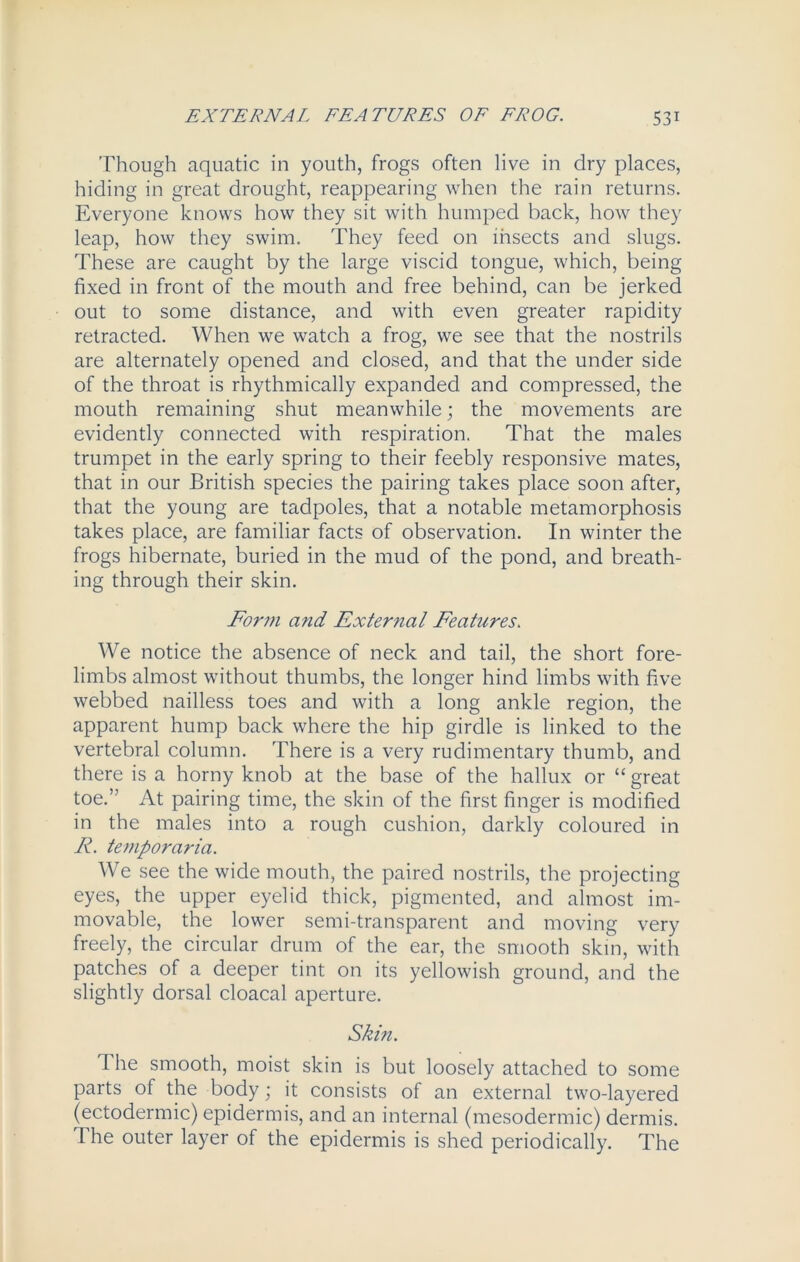 Though aquatic in youth, frogs often live in dry places, hiding in great drought, reappearing when the rain returns. Everyone knows how they sit with humped back, how they leap, how they swim. They feed on insects and slugs. These are caught by the large viscid tongue, which, being fixed in front of the mouth and free behind, can be jerked out to some distance, and with even greater rapidity retracted. When we watch a frog, we see that the nostrils are alternately opened and closed, and that the under side of the throat is rhythmically expanded and compressed, the mouth remaining shut meanwhile; the movements are evidently connected with respiration. That the males trumpet in the early spring to their feebly responsive mates, that in our British species the pairing takes place soon after, that the young are tadpoles, that a notable metamorphosis takes place, are familiar facts of observation. In winter the frogs hibernate, buried in the mud of the pond, and breath- ing through their skin. Form a?id External Features. We notice the absence of neck and tail, the short fore- limbs almost without thumbs, the longer hind limbs with five webbed nailless toes and with a long ankle region, the apparent hump back where the hip girdle is linked to the vertebral column. There is a very rudimentary thumb, and there is a horny knob at the base of the hallux or “great toe.” At pairing time, the skin of the first finger is modified in the males into a rough cushion, darkly coloured in R. temporaria. We see the wide mouth, the paired nostrils, the projecting eyes, the upper eyelid thick, pigmented, and almost im- movable, the lower semi-transparent and moving very freely, the circular drum of the ear, the smooth skin, with patches of a deeper tint on its yellowish ground, and the slightly dorsal cloacal aperture. Skin. 1 he smooth, moist skin is but loosely attached to some parts of the body; it consists of an external two-layered (ectodermic) epidermis, and an internal (mesodermic) dermis. The outer layer of the epidermis is shed periodically. The