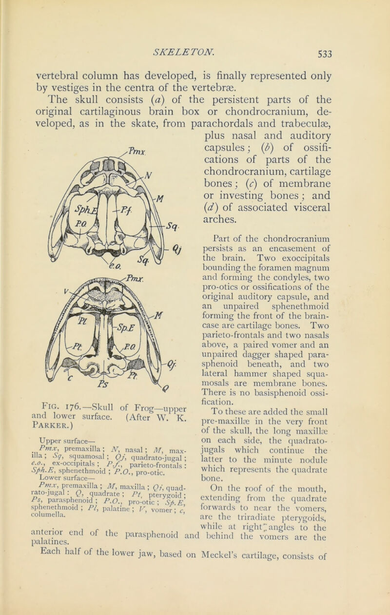 SKELETON. vertebral column has developed, is finally represented only by vestiges in the centra of the vertebrae. The skull consists (a) of the persistent parts of the original cartilaginous brain box or chondrocranium, de- veloped, as in the skate, from parachordals and trabeculae, I* IG. 176.—Skull of Frog—upper and lower surface. (After W. K. Parker.) Upper surface— premaxilla; N, nasal; M, max- illa ; Sq, squamosal ; Qj, quadrato-jugal ; e-°-; ex-occipitals; P.f., parieto-frontals : bph.E, sphenethmoid ; P.O., pro-otic. Lower surface— plus nasal and auditory capsules; (,b) of ossifi- cations of parts of the chondrocranium, cartilage bones; (c) of membrane or investing bones; and (d) of associated visceral arches. Part of the chondrocranium persists as an encasement of the brain. Two exoccipitals bounding the foramen magnum and forming the condyles, two pro-otics or ossifications of the original auditory capsule, and an unpaired sphenethmoid forming the front of the brain- case are cartilage bones. Two parieto-frontals and two nasals above, a paired vomer and an unpaired dagger shaped para- sphenoid beneath, and two lateral hammer shaped squa- mosals are membrane bones. There is no basisphenoid ossi- fication. To these are added the small pre-maxillte in the very front of the skull, the long maxillae on each side, the quadrato- jugals which continue the latter to the minute nodule which represents the quadrate bone. rai^Tn^n?r-ennXlllab^’maxAlla; quad' O'1 the ro°f °f the mouth, ft, ^sphfnoidTfta • pf£otk'ry?/£; extending from (ho quadrate sphenethmoid ; PI, palatine ; V, vomer • c forwards to near the vomers, columella. ’ are triradiate pterygoids, , • if-, while at right*’angles to the palatineseiU °f ^ parasPhenoid and behind the vomers are the Each half of the lower jaw, based on Meckel’s cartilage, consists of