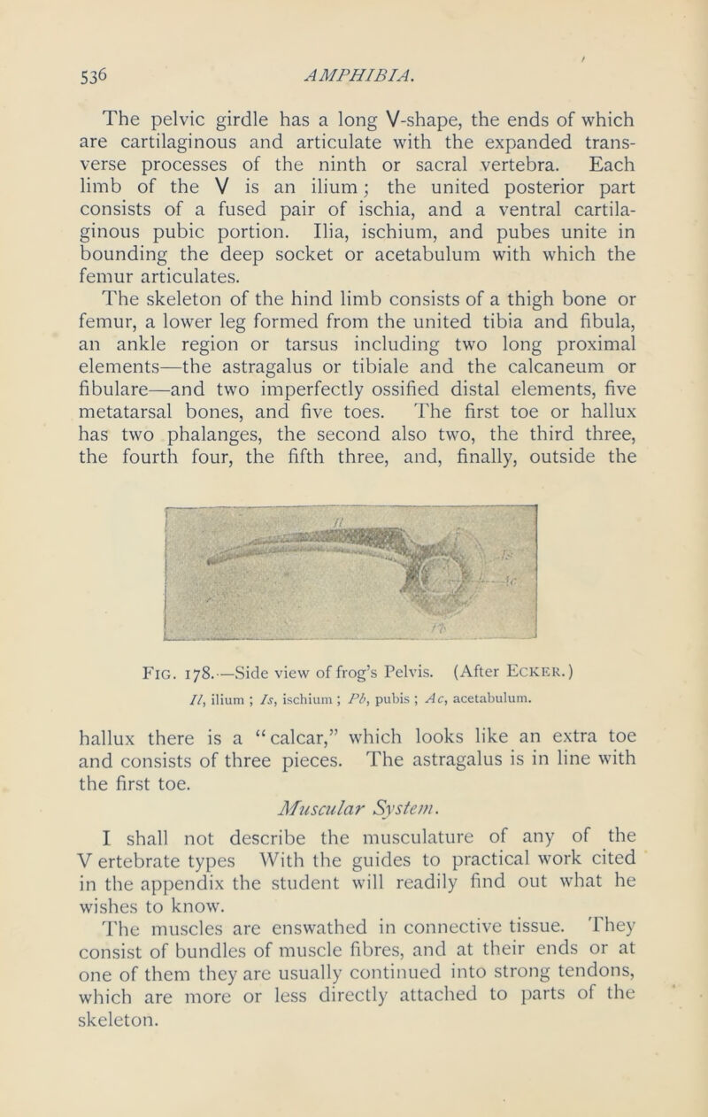 The pelvic girdle has a long V-shape, the ends of which are cartilaginous and articulate with the expanded trans- verse processes of the ninth or sacral vertebra. Each limb of the V is an ilium; the united posterior part consists of a fused pair of ischia, and a ventral cartila- ginous pubic portion. Ilia, ischium, and pubes unite in bounding the deep socket or acetabulum with which the femur articulates. The skeleton of the hind limb consists of a thigh bone or femur, a lower leg formed from the united tibia and fibula, an ankle region or tarsus including two long proximal elements—the astragalus or tibiale and the calcaneum or fibulare—and two imperfectly ossified distal elements, five metatarsal bones, and five toes. The first toe or hallux has two phalanges, the second also two, the third three, the fourth four, the fifth three, and, finally, outside the Fig. 178.—Side view of frog’s Pelvis. (After Ecker.) II, ilium ; Is, ischium ; Pb, pubis ; Ac, acetabulum. hallux there is a “calcar,” which looks like an extra toe and consists of three pieces. The astragalus is in line with the first toe. Muscular System. I shall not describe the musculature of any of the V ertebrate types With the guides to practical work cited in the appendix the student will readily find out what he wishes to know. The muscles are enswathed in connective tissue. They consist of bundles of muscle fibres, and at their ends or at one of them they are usually continued into strong tendons, which are more or less directly attached to parts of the skeleton.