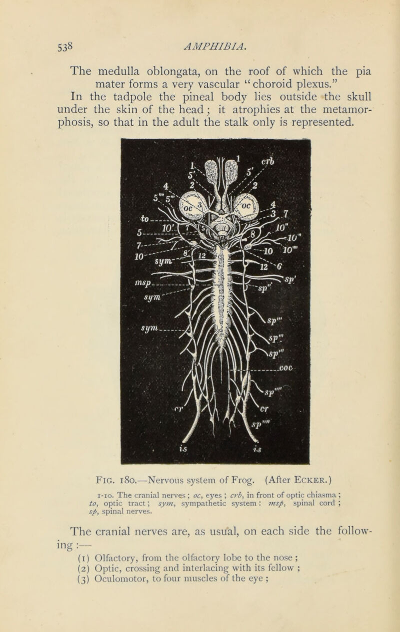 The medulla oblongata, on the roof of which the pia mater forms a very vascular “ choroid plexus.” In the tadpole the pineal body lies outside the skull under the skin of the head; it atrophies at the metamor- phosis, so that in the adult the stalk only is represented. Fig. 180.—Nervous system of Frog. (After Ecker.) i-io. The cranial nerves ; oc, eyes ; crb, in front of optic chiasma ; to, optic tract; sym, sympathetic system: msp, spinal cord ; sp, spinal nerves. The cranial nerves are, as usual, on each side the follow- ing :— (1) Olfactory, from the olfactory lobe to the nose ; (2) Optic, crossing and interlacing with its fellow ; (3) Oculomotor, to four muscles of the eye ;