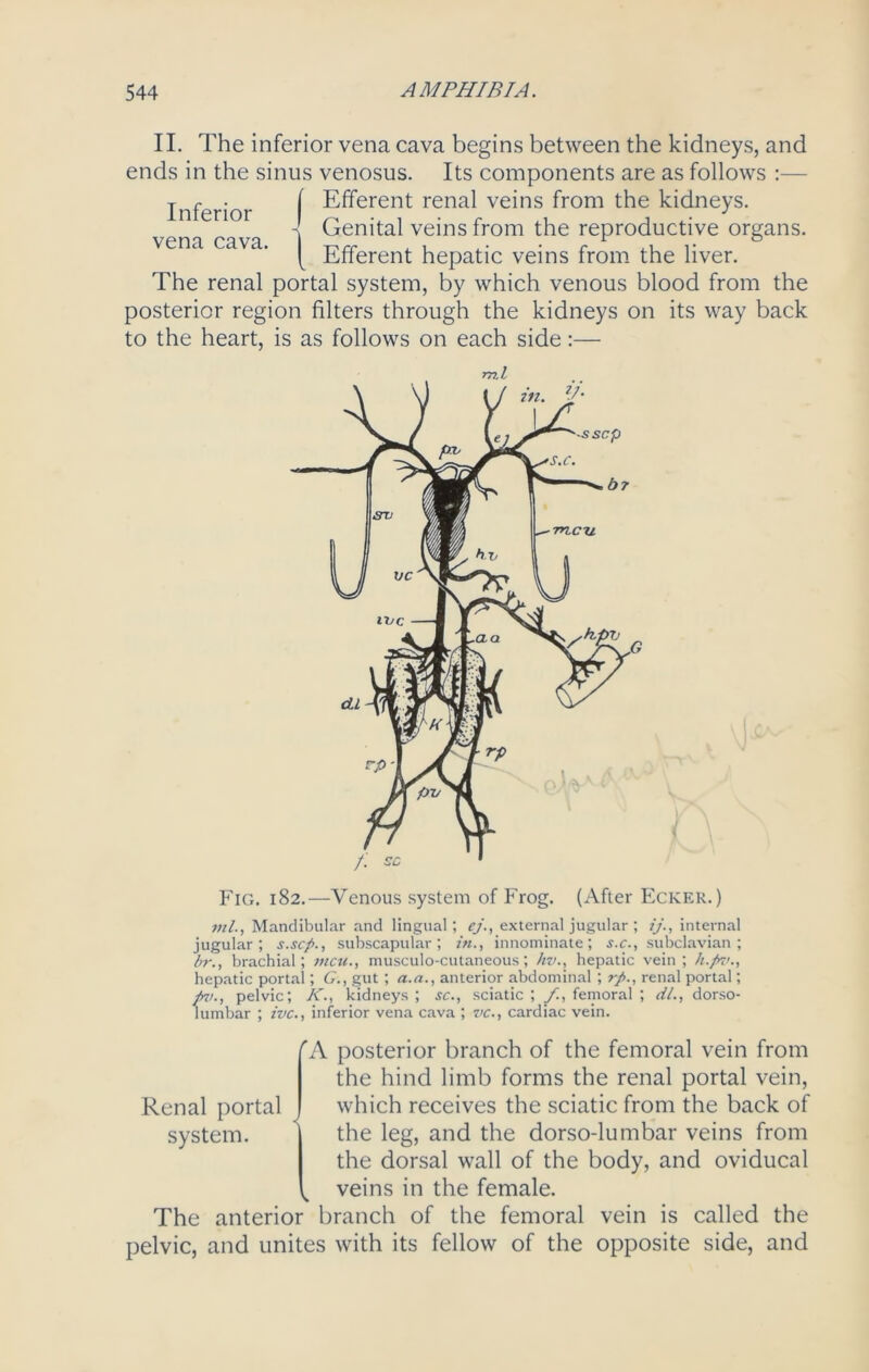 II. The inferior vena cava begins between the kidneys, and ends in the sinus venosus. Its components are as follows :— Inferior vena cava. f Efferent renal veins from the kidneys. 4 Genital veins from the reproductive organs. [ Efferent hepatic veins from the liver. The renal portal system, by which venous blood from the posterior region filters through the kidneys on its way back to the heart, is as follows on each side:— Fig. 182.—Venous system of Frog. (After Ecker. ) ml., Mandibular and lingual; ej., external jugular ; ij., internal jugular; s.scp., subscapular; in., innominate; s.c., subclavian; br., brachial; mcu., musculo-cutaneous; hv., hepatic vein; h.pv., hepatic portal; G., gut ; a.a., anterior abdominal ; rp., renal portal; pv., pelvic; K., kidneys ; sc., sciatic ; /., femoral ; dl., dorso- luinbar ; ivc., inferior vena cava ; vc., cardiac vein. Renal portal system. rA posterior branch of the femoral vein from the hind limb forms the renal portal vein, which receives the sciatic from the back of the leg, and the dorso-lumbar veins from the dorsal wall of the body, and oviducal veins in the female. The anterior branch of the femoral vein is called the pelvic, and unites with its fellow of the opposite side, and