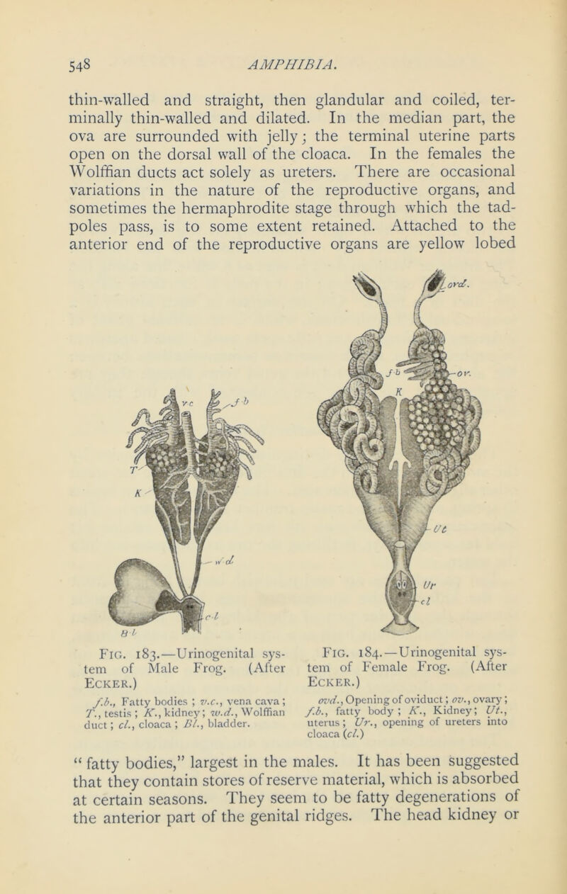 thin-walled and straight, then glandular and coiled, ter- minally thin-walled and dilated. In the median part, the ova are surrounded with jelly; the terminal uterine parts open on the dorsal wall of the cloaca. In the females the Wolffian ducts act solely as ureters. There are occasional variations in the nature of the reproductive organs, and sometimes the hermaphrodite stage through which the tad- poles pass, is to some extent retained. Attached to the anterior end of the reproductive organs are yellow lobed Fig. 183.—Urinogenital sys- Fig. 1S4. — Urinogenital sys- tem of Male Frog. (After tern of Female Frog. (After Ecker.) Ecker.) f.b., Fatty bodies ; ?>.c., vena cava; ovd., Opening of oviduct; ov., ovary; T., testis ; K., kidney; w.d., Wolffian f.b., fatty body; A., Kidney; Ut., duct; cl., cloaca; Bl., bladder. uterus; Ur., opening of ureters into cloaca {cl.) “ fatty bodies,” largest in the males. It has been suggested that they contain stores of reserve material, which is absorbed at certain seasons. They seem to be fatty degenerations of the anterior part of the genital ridges. The head kidney or