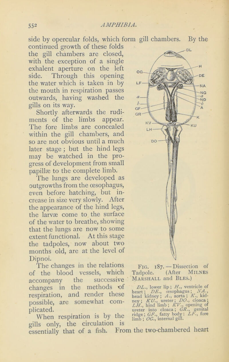 side by opercular folds, which form gill chambers. By the continued growth of these folds the gill chambers are closed, with the exception of a single exhalent aperture on the left side. Through this opening the water which is taken in by the mouth in respiration passes outwards, having washed the gills on its way. Shortly afterwards the rudi- ments of the limbs appear. The fore limbs are concealed within the gill chambers, and so are not obvious until a much later stage; but the hind legs may be watched in the pro- gress of development from small papillae to the complete limb. The lungs are developed as outgrowths from the oesophagus, even before hatching, but in- crease in size very slowly. After the appearance of the hind legs, the larvae come to the surface of the water to breathe, showing that the lungs are now to some extent functional. At this stage the tadpoles, now about two months old, are at the level of Dipnoi. The changes in the relations of the blood vessels, which accompany the successive changes in the methods of respiration, and render these possible, are somewhat com- plicated. When respiration is by the gills only, the circulation is essentially that of a fish. From the two-chambered heart Fig. 187.—Dissection of Tadpole. (After Milnes Marshall and Bles.) DL., lower lip; H., ventricle of heart; DE., oesophagus ; _ NA., head kidney; A., aorta; A'., kid- ney; KUureter; DO., cloaca; LH., hind limb; KV., opening of ureter into cloaca; GR., genital ridge; GF., fatty body: LF., fore limb ; OG., internal gill.