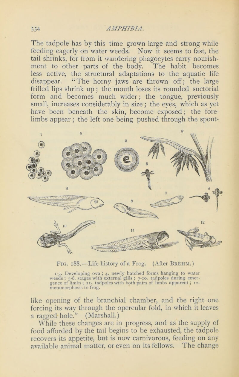 The tadpole has by this time grown large and strong while feeding eagerly on water weeds. Now it seems to fast, the tail shrinks, for from it wandering phagocytes carry nourish- ment to other parts of the body. The habit becomes less active, the structural adaptations to the aquatic life disappear. “ The horny jaws are thrown off; the large frilled lips shrink up; the mouth loses its rounded suctorial form and becomes much wider; the tongue, previously small, increases considerably in size; the eyes, which as yet have been beneath the skin, become exposed; the fore- limbs appear; the left one being pushed through the spout- Fig. i88.—Life history of a Frog. (After Breiim.) 1-3. Developing ova; 4. newly hatched forms hanging to water weeds ; 5-6. stages with external gills ; 7-10. tadpoles during emer- gence of limbs ; 11. tadpoles with both pairs of limbs apparent; 12. metamorphosis to frog. like opening of the branchial chamber, and the right one forcing its way through the opercular fold, in which it leaves a ragged hole.” (Marshall.) While these changes are in progress, and as the supply of food afforded by the tail begins to be exhausted, the tadpole recovers its appetite, but is now carnivorous, feeding on any available animal matter, or even on its fellows. The change