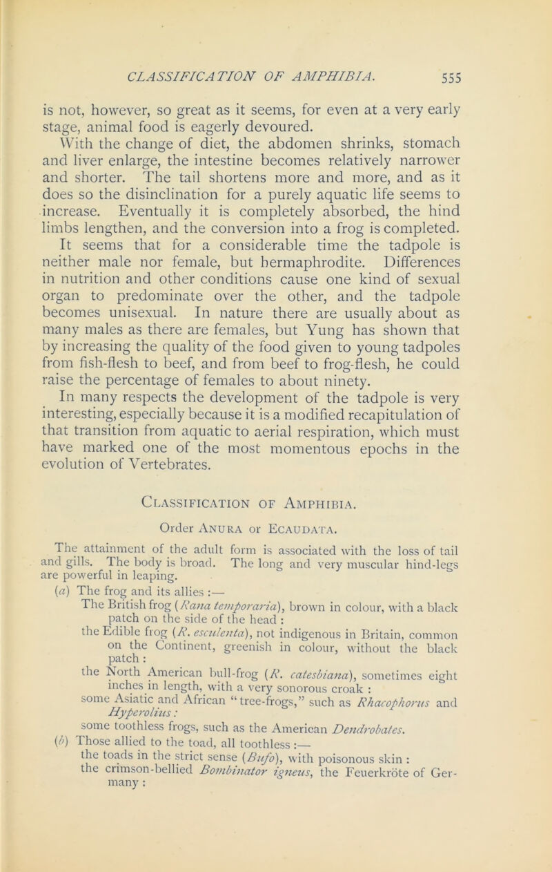 is not, however, so great as it seems, for even at a very early stage, animal food is eagerly devoured. With the change of diet, the abdomen shrinks, stomach and liver enlarge, the intestine becomes relatively narrower and shorter. The tail shortens more and more, and as it does so the disinclination for a purely aquatic life seems to increase. Eventually it is completely absorbed, the hind limbs lengthen, and the conversion into a frog is completed. It seems that for a considerable time the tadpole is neither male nor female, but hermaphrodite. Differences in nutrition and other conditions cause one kind of sexual organ to predominate over the other, and the tadpole becomes unisexual. In nature there are usually about as many males as there are females, but Yung has shown that by increasing the quality of the food given to young tadpoles from fish-flesh to beef, and from beef to frog-flesh, he could raise the percentage of females to about ninety. In many respects the development of the tadpole is very interesting, especially because it is a modified recapitulation of that transition from aquatic to aerial respiration, which must have marked one of the most momentous epochs in the evolution of Vertebrates. Classification of Amphibia. Order Anura or Ecaudata. The attainment of the adult form is associated with the loss of tail and gills. The body is broad. The long and very muscular hind-legs are powerful in leaping. {a) The frog and its allies :— The British frog (Rana temporaria), brown in colour, with a black patch on the side of the head : the Edible frog (R. esculenta), not indigenous in Britain, common on the Continent, greenish in colour, without the black patch : the Noith American bull-frog (R. catesbiana), sometimes eight inches in length, with a very sonorous croak : some Asiatic and African “tree-frogs,” such as Rhacophorns and Hyperolitcs: some toothless frogs, such as the American Dendrobates. (b) Those allied to the toad, all toothless the toads in the strict sense (Bufo), with poisonous skin : the crimson-bellied Bombinator igneus, the Feuerkrote of Ger- many :