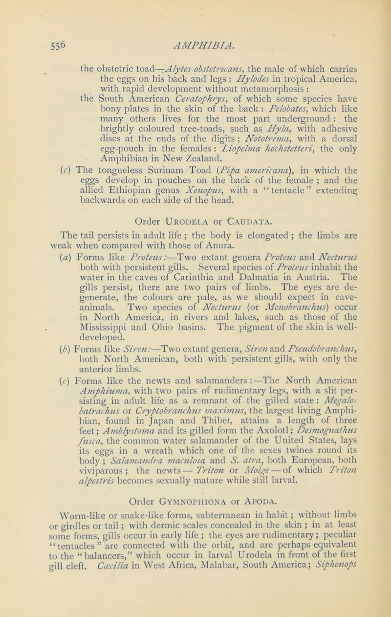 the obstetric toad—rA/ytes obstetncans, the male of which carries the eggs on his back and legs : Hylodes in tropical America, with rapid development without metamorphosis : the South American Ceratophrys, of which some species have bony plates in the skin of the back : Pelobates, which like many others lives for the most part underground : the brightly coloured tree-toads, such as Hyla, with adhesive discs at the ends of the digits ; Nototrema, with a dorsal egg-pouch in the females : Liopelma hochstetteri, the only Amphibian in New Zealand. (<r) The tongueless Surinam Toad {Pipa americana), in which the eggs develop in pouches on the back of the female ; and the allied Ethiopian genus Xenopus, with a “tentacle” extending backwards on each side of the head. Order Urodei.a or Caudata. The tail persists in adult life ; the body is elongated ; the limbs are weak when compared with those of Anura. (a) Forms like Proteus:—Two extant genera Proteus and Necturus both with persistent gills. Several species of Proteus inhabit the water in the caves of Carinthia and Dalmatia in Austria. The gills persist, there are two pairs of limbs. The eyes are de- generate, the colours are pale, as we should expect in cave- animals. Two species of Necturus (or Menobranchus) occur in North America, in rivers and lakes, such as those of the Mississippi and Ohio basins. The pigment of the skin is well- developed. (b) Forms like Siren:—Two extant genera, Siren and Pseudobranch us, both North American, both with persistent gills, with only the anterior limbs. (c) Forms like the newts and salamanders:—The North American Amphucma, with two pairs of rudimentary legs, with a slit per- sisting in adult life as a remnant of the gilled state : Megalo- batrachus or Cryplobranchus maximus, the largest living Amphi- bian, found in Japan and Thibet, attains a length of three feet; Amblystoma and its gilled form the Axolotl; Desmognathus fusca, the common water salamander of the United States, lays its eggs in a wreath which one of the sexes twines round its body ; Salamandra maculosa and S. air a, both European, both viviparous ; the newts — Triton or Molge — of which Triton alpestris becomes sexually mature while still larval. Order Gymnopiiiona or Apoda. Worm-like or snake-like forms, subterranean in habit; without limbs or girdles or tail; with dermic scales concealed in the skin ; in at least some forms, gills occur in early life ; the eyes are rudimentary; peculiar “ tentacles ” are connected with the orbit, and are perhaps equivalent to the “balancers,” which occur in larval Urodela in front of the first gill cleft. Ccecilia in West Africa, Malabar, South America; Siphonops