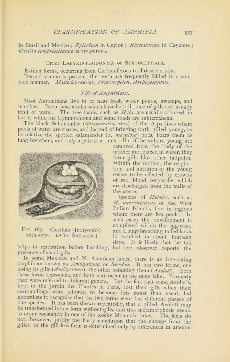 in Brazil and Mexico ; Epicriitm in Ceylon ; Rhinatrema in Cayenne ; Ccecilia compressicauda is viviparous. Order Labyrinthodontia or Stegocephala. Extinct forms, occurring from Carboniferous to Triassic strata. Dermal armour is present, the teeth are frequently folded in a com- plex manner. Mastodonsaurus, Dendrerpeton, Archegosaurus. Life of Amphibians. Most Amphibians live in or near fresh water ponds, swamps, and marshes. Even those adults which have lost all trace of gills are usually fond of water. The tree-toads, such as Hyla, are usually arboreal in habit, while the Gymnophiona and some toads are subterranean. The black Salamander (Salamandra atra) of the Alps lives where pools of water are scarce, and instead of bringing forth gilled young, as its relative the spotted salamander (S. maculosa) does, bears them as lung-breathers, and only a pair at a time. But if the unborn young are removed from the body of the mother and placed in water, they form gills like other tadpoles. Within the mother, the respira- tion and nutrition of the young seems to be effected by crowds of red blood corpuscles which are discharged from the walls of the uterus. Species of Hy/odes, such as H. niartinicensis of the West Indian Islands, live in regions where there are few pools. In such cases the development is completed within the egg-case, and a lung-breathing tailed larva is hatched in about fourteen days. It is likely that the tail helps in respiration before hatching, but one observer reports the presence of small gills. In some Mexican and N. American lakes, there is an interesting amphibian known as Amblystoma or Siredon. It has two forms, one losing its gills (Amblystoma), the other retaining them [Axolotl). Both these forms leproduce, and both may occur in the same lake. Formerly they were referred to different genera. But the fact that some Axolotls, kept in the Jaidin des Ilantes in Paris, lost their gills when their surroundings were allowed to become less moist than usual, led natuialists to lecognise that the two forms were but different phases of one species. It has been shown repeatedly, that a gilled Axolotl may be transformed into a form without gills, and this metamorphosis seems to occur constantly in one of the Rocky Mountain lakes. The facts do h^ii’ “owever> justify the hasty conclusion that the change from the gdled to the gill-less form is determined only by differences in amount Fig. 189.—Ccecilian (Icthyophis) with eggs. (After Sarasin.)