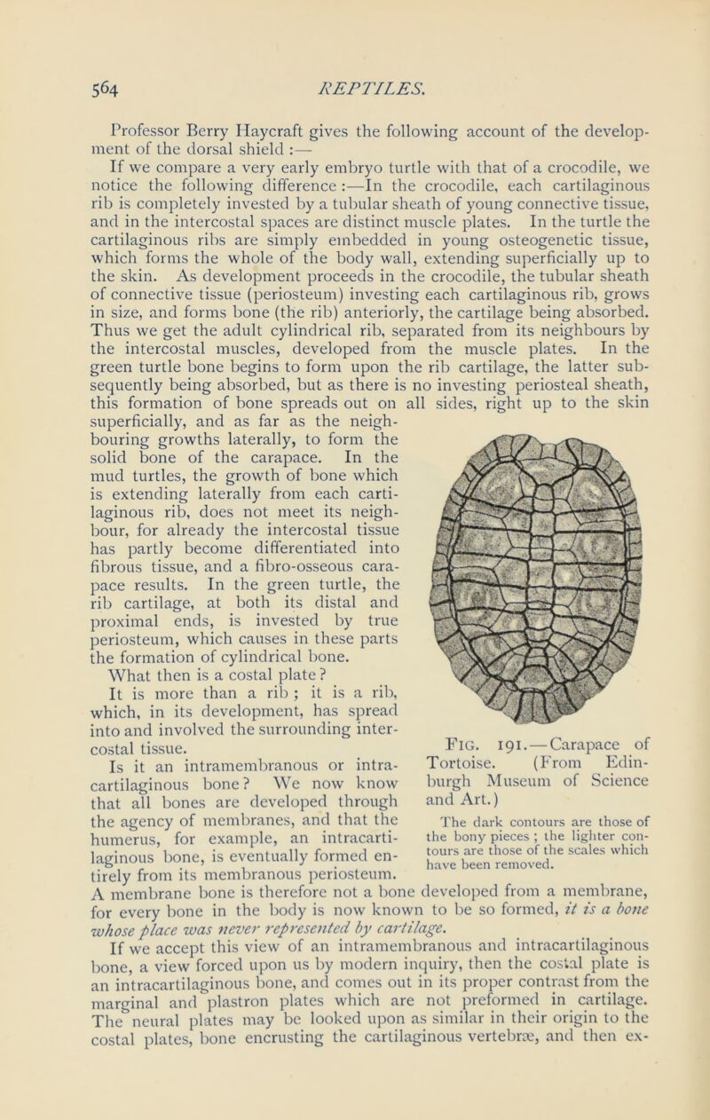 Professor Berry Ilaycraft gives the following account of the develop- ment of the dorsal shield :— If we compare a very early embryo turtle with that of a crocodile, we notice the following difference :—In the crocodile, each cartilaginous rib is completely invested by a tubular sheath of young connective tissue, and in the intercostal spaces are distinct muscle plates. In the turtle the cartilaginous ribs are simply embedded in young osteogenetic tissue, which forms the whole of the body wall, extending superficially up to the skin. As development proceeds in the crocodile, the tubular sheath of connective tissue (periosteum) investing each cartilaginous rib, grows in size, and forms bone (the rib) anteriorly, the cartilage being absorbed. Thus we get the adult cylindrical rib, separated from its neighbours by the intercostal muscles, developed from the muscle plates. In the green turtle bone begins to form upon the rib cartilage, the latter sub- sequently being absorbed, but as there is no investing periosteal sheath, this formation of bone spreads out on all sides, right up to the skin superficially, and as far as the neigh- bouring growths laterally, to form the solid bone of the carapace. In the mud turtles, the growth of bone which is extending laterally from each carti- laginous rib, does not meet its neigh- bour, for already the intercostal tissue has partly become differentiated into fibrous tissue, and a fibro-osseous cara- pace results. In the green turtle, the rib cartilage, at both its distal and proximal ends, is invested by true periosteum, which causes in these parts the formation of cylindrical bone. What then is a costal plate ? It is more than a rib ; it is a rib, which, in its development, has spread into and involved the surrounding inter- costal tissue. Is it an intramembranous or intra- cartilaginous bone? We now know that all bones are developed through the agency of membranes, and that the humerus, for example, an intracarti- laginous bone, is eventually formed en- tirely from its membranous periosteum. A membrane bone is therefore not a bone for every bone in the body is now known to be so formed, it is a bone whose place was never represented by cartilage. If we accept this view of an intramembranous and intracartilaginous bone, a view forced upon us by modern inquiry, then the costal plate is an intracartilaginous bone, and comes out in its proper contrast from the marginal and plastron plates which are not preformed in cartilage. The neural plates may be looked upon as similar in their origin to the costal plates, bone encrusting the cartilaginous vertebrae, and then ex- Fig. 191. — Carapace of Tortoise. (From Edin- burgh Museum of Science and Art.) The dark contours are those of the bony pieces ; the lighter con- tours are those of the scales which have been removed. developed from a membrane,