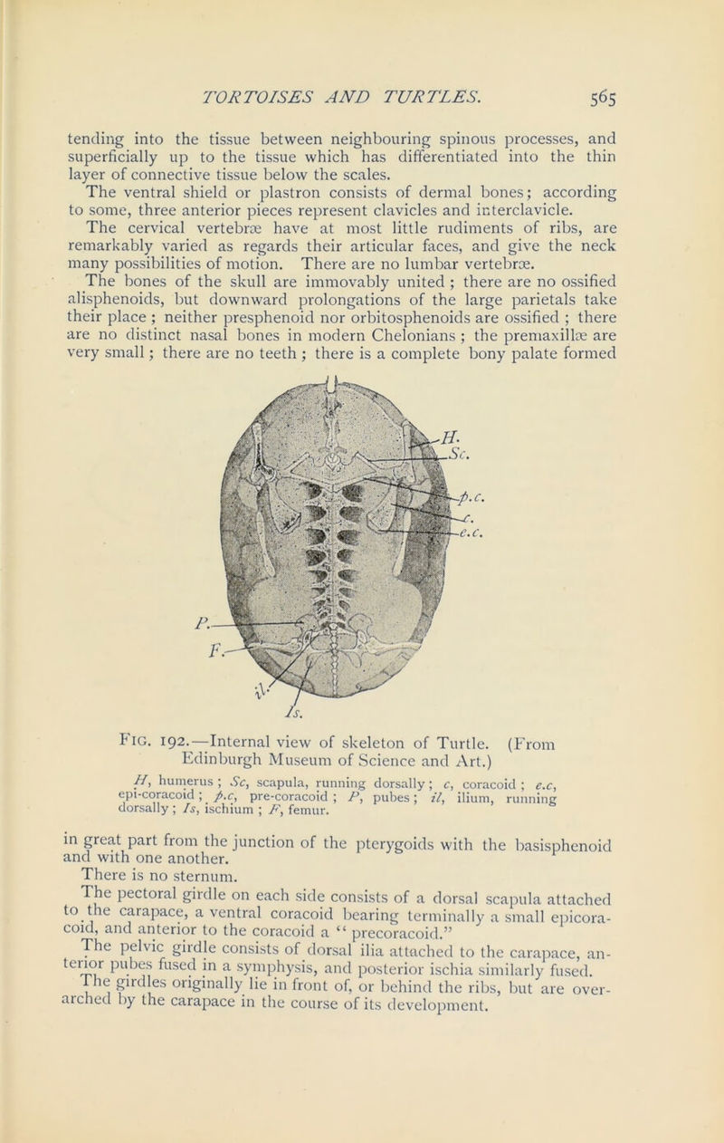 tending into the tissue between neighbouring spinous processes, and superficially up to the tissue which has differentiated into the thin layer of connective tissue below the scales. The ventral shield or plastron consists of dermal bones; according to some, three anterior pieces represent clavicles and interclavicle. The cervical vertebrae have at most little rudiments of ribs, are remarkably varied as regards their articular faces, and give the neck many possibilities of motion. There are no lumbar vertebrae. The bones of the skull are immovably united ; there are no ossified alisphenoids, but downward prolongations of the large parietals take their place ; neither presphenoid nor orbitosphenoids are ossified ; there are no distinct nasal bones in modern Chelonians ; the premaxillae are very small; there are no teeth ; there is a complete bony palate formed F'ig. 192.—Internal view of skeleton of Turtle. (From Edinburgh Museum of Science and Art.) H, humerus ; Sc, scapula, running dorsally; c, coracoid ; e.c, ept-coracoid; p.c, pre-coracoid; P, pubes; il, ilium, running dorsally; Is, ischium ; F, femur. in great part from the junction of the pterygoids with the basisphenoid and with one another. There is no sternum. The pectoral girdle on each side consists of a dorsal scapula attached to t le carapace, a ventral coracoid bearing terminally a small epicora- coid, and anterior to the coracoid a “ precoracoid.” The pelvic girdle consists of dorsal ilia attached to the carapace, an- teuor pubes fused in a symphysis, and posterior ischia similarly fused. v. 1 firc es onginally lie in front of, or behind the ribs, but are over- arched by the carapace in the course of its development.