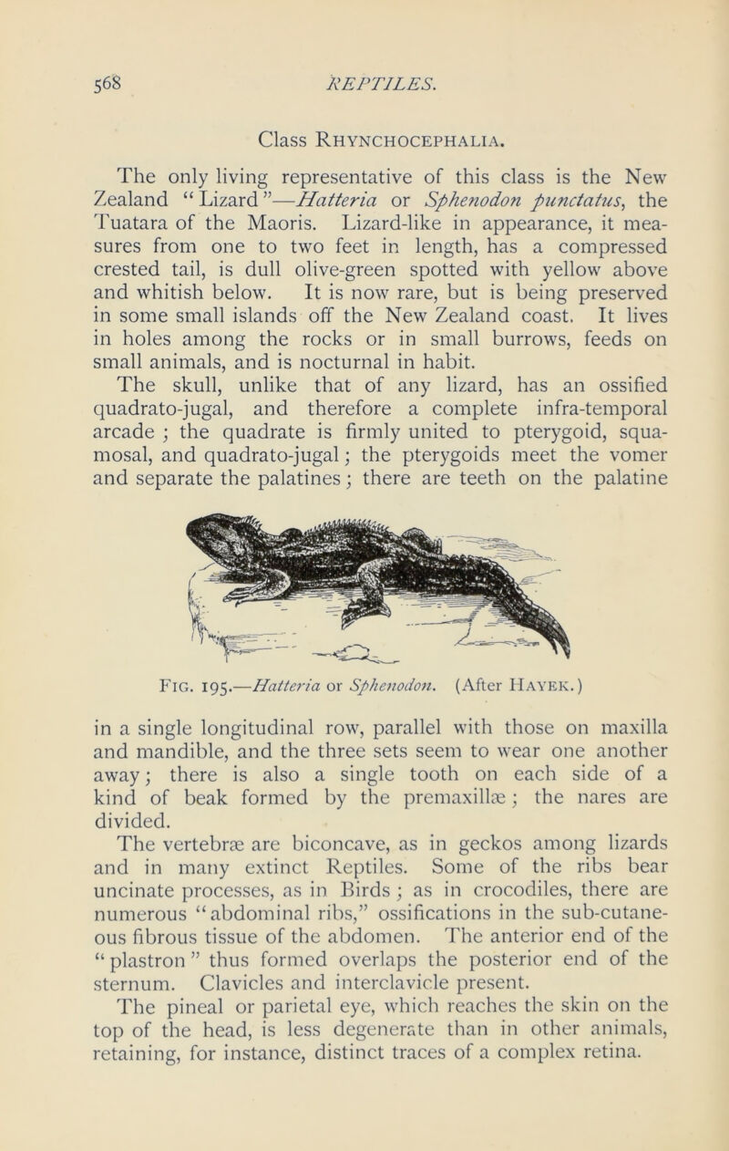 Class Rhynchocephalia. The only living representative of this class is the New Zealand “ Lizard ”—Hatteria or Sphenodon punctatus, the Tuatara of the Maoris. Lizard-like in appearance, it mea- sures from one to two feet in length, has a compressed crested tail, is dull olive-green spotted with yellow above and whitish below. It is now rare, but is being preserved in some small islands off the New Zealand coast. It lives in holes among the rocks or in small burrows, feeds on small animals, and is nocturnal in habit. The skull, unlike that of any lizard, has an ossified quadrato-jugal, and therefore a complete infra-temporal arcade ; the quadrate is firmly united to pterygoid, squa- mosal, and quadrato-jugal; the pterygoids meet the vomer and separate the palatines; there are teeth on the palatine Fig. 195.—Hatteria or Sphenodon. (After Haver.) in a single longitudinal row, parallel with those on maxilla and mandible, and the three sets seem to wear one another away; there is also a single tooth on each side of a kind of beak formed by the premaxillae; the nares are divided. The vertebrae are biconcave, as in geckos among lizards and in many extinct Reptiles. Some of the ribs bear uncinate processes, as in Birds ; as in crocodiles, there are numerous “abdominal ribs,” ossifications in the sub-cutane- ous fibrous tissue of the abdomen. The anterior end of the “ plastron ” thus formed overlaps the posterior end of the sternum. Clavicles and interclavicle present. The pineal or parietal eye, which reaches the skin on the top of the head, is less degenerate than in other animals, retaining, for instance, distinct traces of a complex retina.