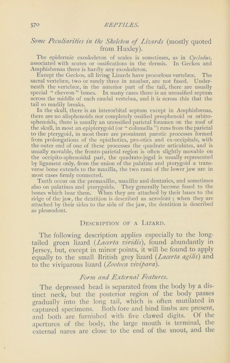 Some Peculiarities i?i the Skeleton of Lizards (mostly quoted from Huxley). The epidermic exoskeleton of scales is sometimes, as in Cyclodus, associated with scutes or ossifications in the dermis. In Geckos and Amphisbsenas there is hardly any exoskeleton. Except the Geckos, all living Lizards have procoelous vertebrae. The sacral vertebrae, two or rarely three in number, are not fused. Under- neath the vertebrae, in the anterior part of the tail, there are usually special “ chevron ” bones. In many cases there is an unossified septum across the middle of each caudal vertebra, and it is across this that the tail so readily breaks. In the skull, there is an interorbital septum except in Amphisbcenas, there are no alisphenoids nor completely ossified presphenoid or orbito- sphenoids, there is usually an unossified parietal foramen on the roof of the skull, in most an epipterygoid (or “ columella ”) runs from the parietal to the pterygoid, in most there are prominent parotic processes formed from prolongations of the opisthotics, pro-otics and ex-occipitals, with the outer end of one of these processes the quadrate articulates, and is usually movable, the fronto-parietal region is often slightly movable on the occipito-sphenoidal part, the quadrato-jugal is usually represented by ligament only, from the union of the palatine and pterygoid a trans- verse bone extends to the maxilla, the two rami of the lower jaw are in most cases firmly connected. Teeth occur on the premaxilke, maxillae and dentaries, and sometimes also on palatines and pterygoids. They generally become fused to the bones which bear them. When they are attached by their bases to the ridge of the jaw, the dentition is described as acrodont ; when they are attached by their sides to the side of the jaw, the dentition is described as pleurodont. Description of a Lizard. The following description applies especially to the long- tailed green lizard (Lacerta viridis), found abundantly in Jersey, but, except in minor points, it will be found to apply equally to the small British grey lizard (.Lacerta agihs) and to the viviparous lizard (Zootoca vivifara). Form and External Features. The depressed head is separated from the body by a dis- tinct neck, but the posterior region of the body passes gradually into the long tail, which is often mutilated in captured specimens. Both fore and hind limbs are present, and both are furnished with five clawed digits. Of the apertures of the body, the large mouth is terminal, the external nares are close to the end ot the snout, and the