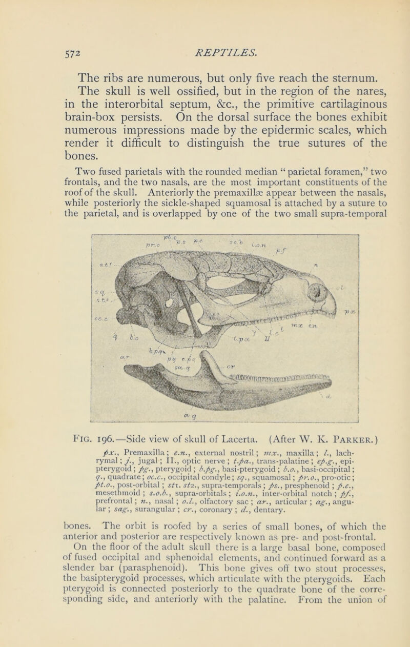 The ribs are numerous, but only five reach the sternum. The skull is well ossified, but in the region of the nares, in the interorbital septum, &c., the primitive cartilaginous brain-box persists. On the dorsal surface the bones exhibit numerous impressions made by the epidermic scales, which render it difficult to distinguish the true sutures of the bones. Two fused parietals with the rounded median “parietal foramen,” two frontals, and the two nasals, are the most important constituents of the roof of the skull. Anteriorly the premaxillae appear between the nasals, while posteriorly the sickle-shaped squamosal is attached by a suture to the parietal, and is overlapped by one of the two small supra-temporal Fig. 196.—Side view of skull of Lacerta. (After W. K. Parker.) fix.' Premaxilla; c.n., external nostril; mx., maxilla; /., lach- rymal ; /, jugal; II., optic nerve ; t.fia., trans-palatine; efi.g., epi- pterygoid ; fig., pterygoid ; b.fig., basi-pterygoid ; b.o., basi-occipital; q., quadrate; oc.c., occipital condyle; sq., squamosal; fir.o., pro-otic; fit.o., post-orbital; six. stz., supra-temporals; fis., presphenoid ; fi.e., mesethmoid ; s.o.b., supra-orbitals; i.o.n., inter-orbital notch; fif., prefrontal; nasal; o.l., olfactory sac ; ar., articular ; ag., angu- lar ; sag., surangular ; cr., coronary ; d., dentary. bones. The orbit is roofed by a series of small bones, of which the anterior and posterior are respectively known as pre- and post-frontal. On the floor of the adult skull there is a large basal bone, composed of fused occipital and sphenoidal elements, and continued forward as a slender bar (parasphenoid). This bone gives off two stout processes, the basipterygoid processes, which articulate with the pterygoids. Each pterygoid is connected posteriorly to the quadrate bone of the corre- sponding side, and anteriorly with the palatine. From the union of