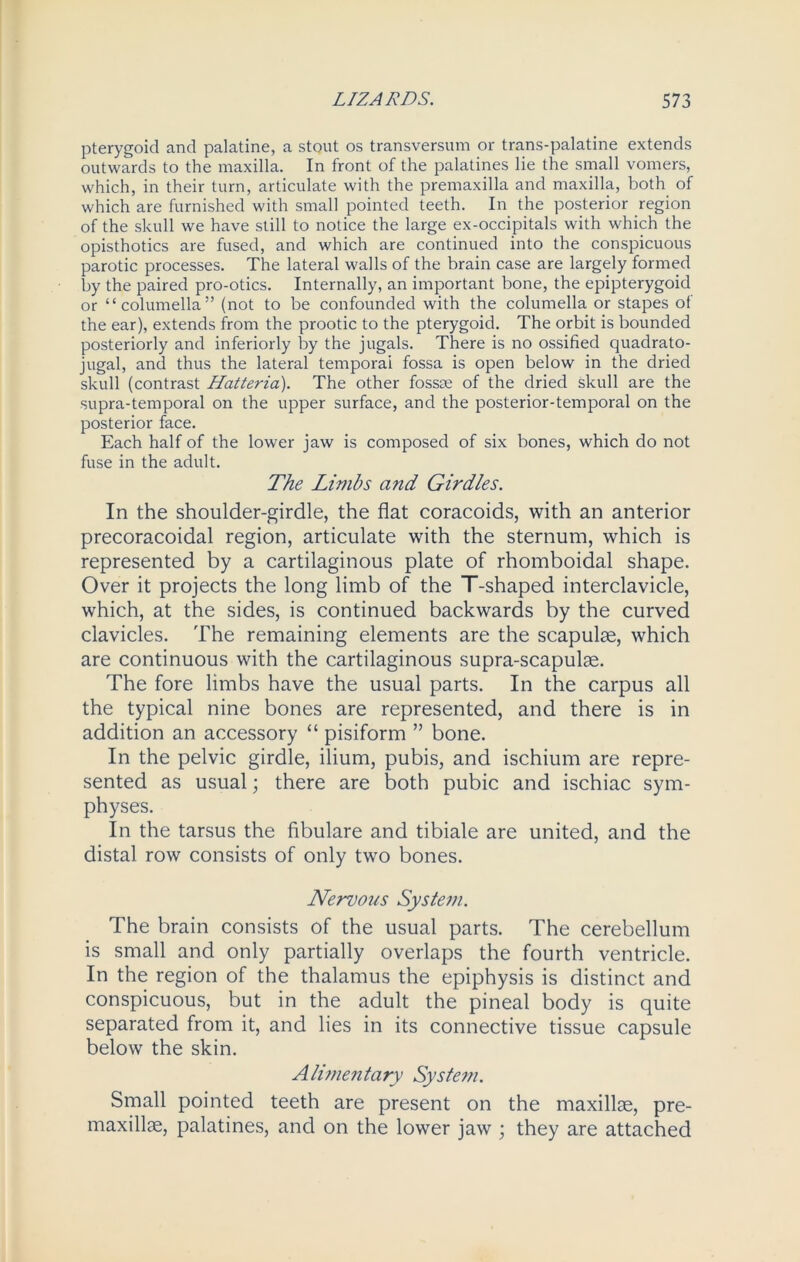 pterygoid and palatine, a stout os transversum or trans-palatine extends outwards to the maxilla. In front of the palatines lie the small vomers, which, in their turn, articulate with the premaxilla and maxilla, both of which are furnished with small pointed teeth. In the posterior region of the skull we have still to notice the large ex-occipitals with which the opisthotics are fused, and which are continued into the conspicuous parotic processes. The lateral walls of the brain case are largely formed by the paired pro-otics. Internally, an important bone, the epipterygoid or “columella” (not to be confounded with the columella or stapes of the ear), extends from the prootic to the pterygoid. The orbit is bounded posteriorly and inferiorly by the jugals. There is no ossified quadrato- jugal, and thus the lateral temporal fossa is open below in the dried skull (contrast Hatteria). The other fossoe of the dried skull are the supra-temporal on the upper surface, and the posterior-temporal on the posterior face. Each half of the lower jaw is composed of six bones, which do not fuse in the adult. The Limbs and Girdles. In the shoulder-girdle, the flat coracoids, with an anterior precoracoidal region, articulate with the sternum, which is represented by a cartilaginous plate of rhomboidal shape. Over it projects the long limb of the T-shaped interclavicle, which, at the sides, is continued backwards by the curved clavicles. The remaining elements are the scapulae, which are continuous with the cartilaginous supra-scapulae. The fore limbs have the usual parts. In the carpus all the typical nine bones are represented, and there is in addition an accessory “ pisiform ” bone. In the pelvic girdle, ilium, pubis, and ischium are repre- sented as usual; there are both pubic and ischiac sym- physes. In the tarsus the fibulare and tibiale are united, and the distal row consists of only two bones. Nervous System. The brain consists of the usual parts. The cerebellum is small and only partially overlaps the fourth ventricle. In the region of the thalamus the epiphysis is distinct and conspicuous, but in the adult the pineal body is quite separated from it, and lies in its connective tissue capsule below the skin. Alimentary System. Small pointed teeth are present on the maxillae, pre- maxillae, palatines, and on the lower jaw ; they are attached
